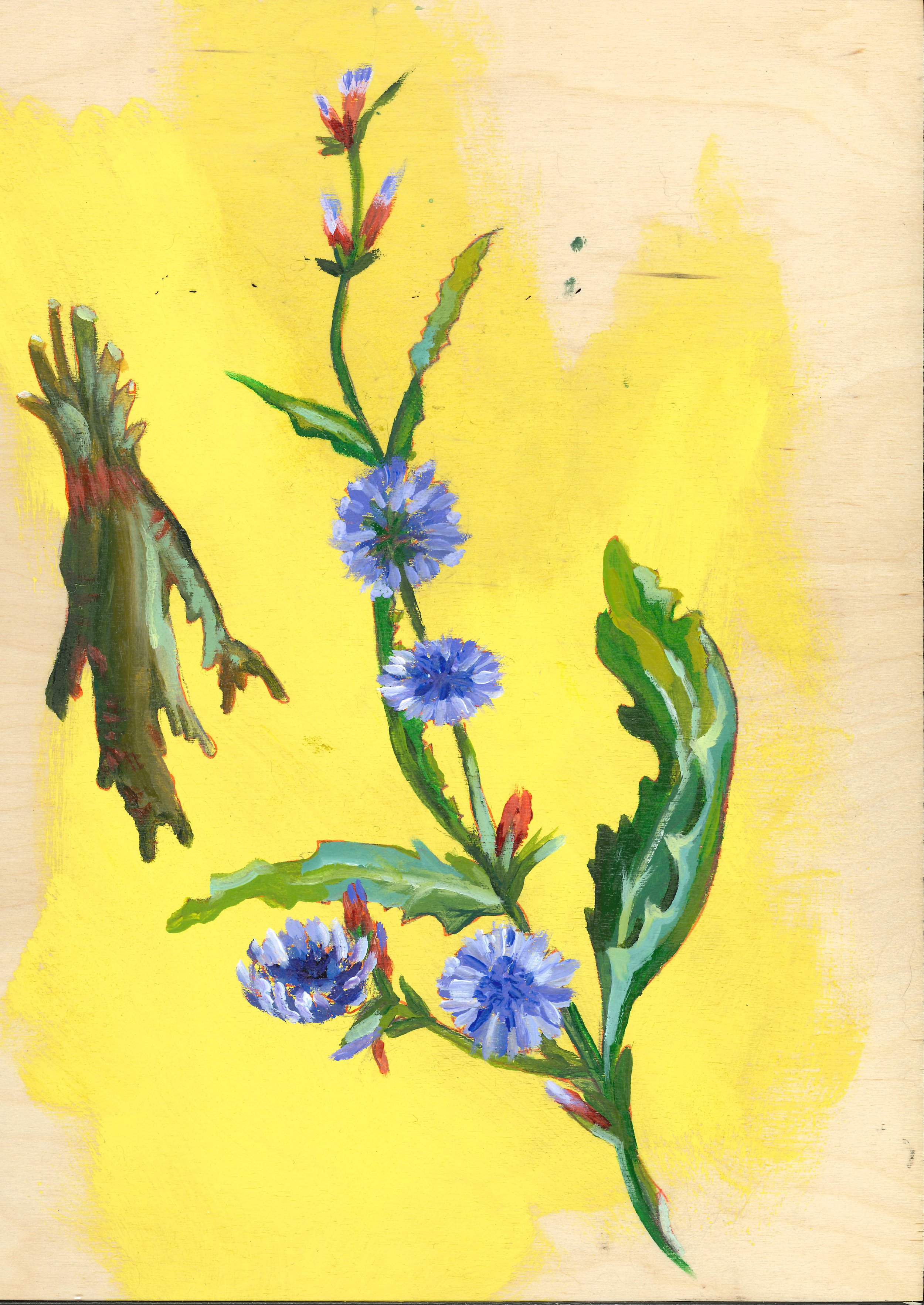 Chicory, 2023. Acrylic on wood panel. 9" x 12".