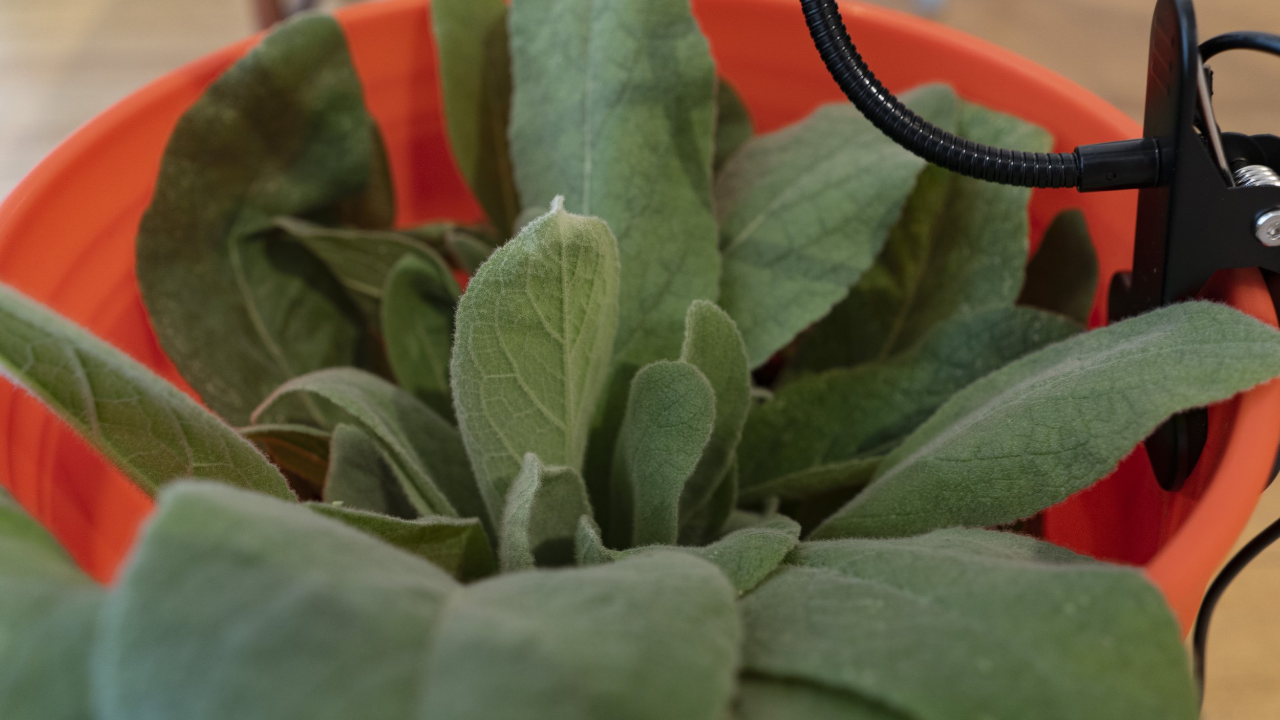 Live Mullein plant.