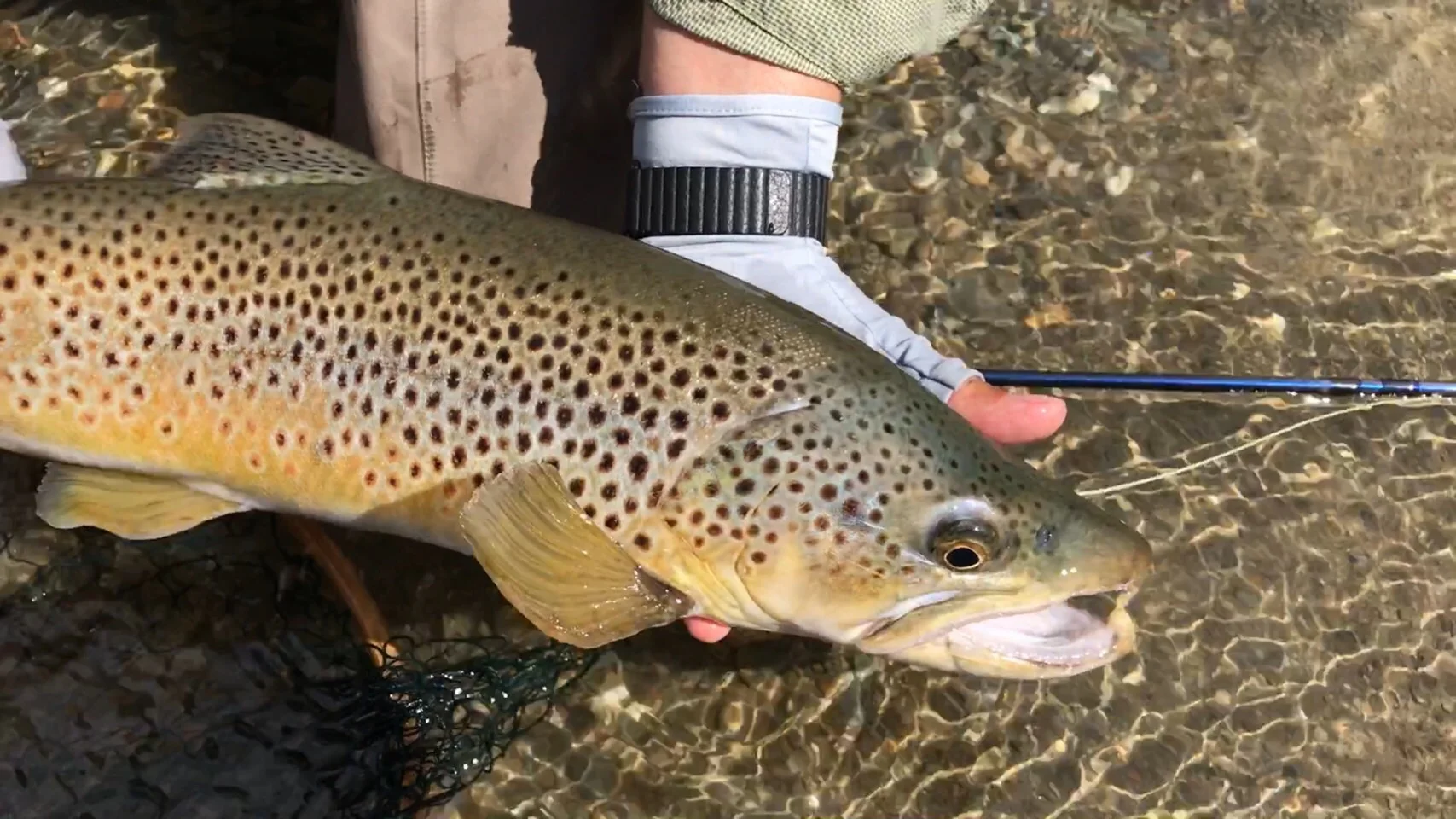 Hand shot releasing trout.JPG