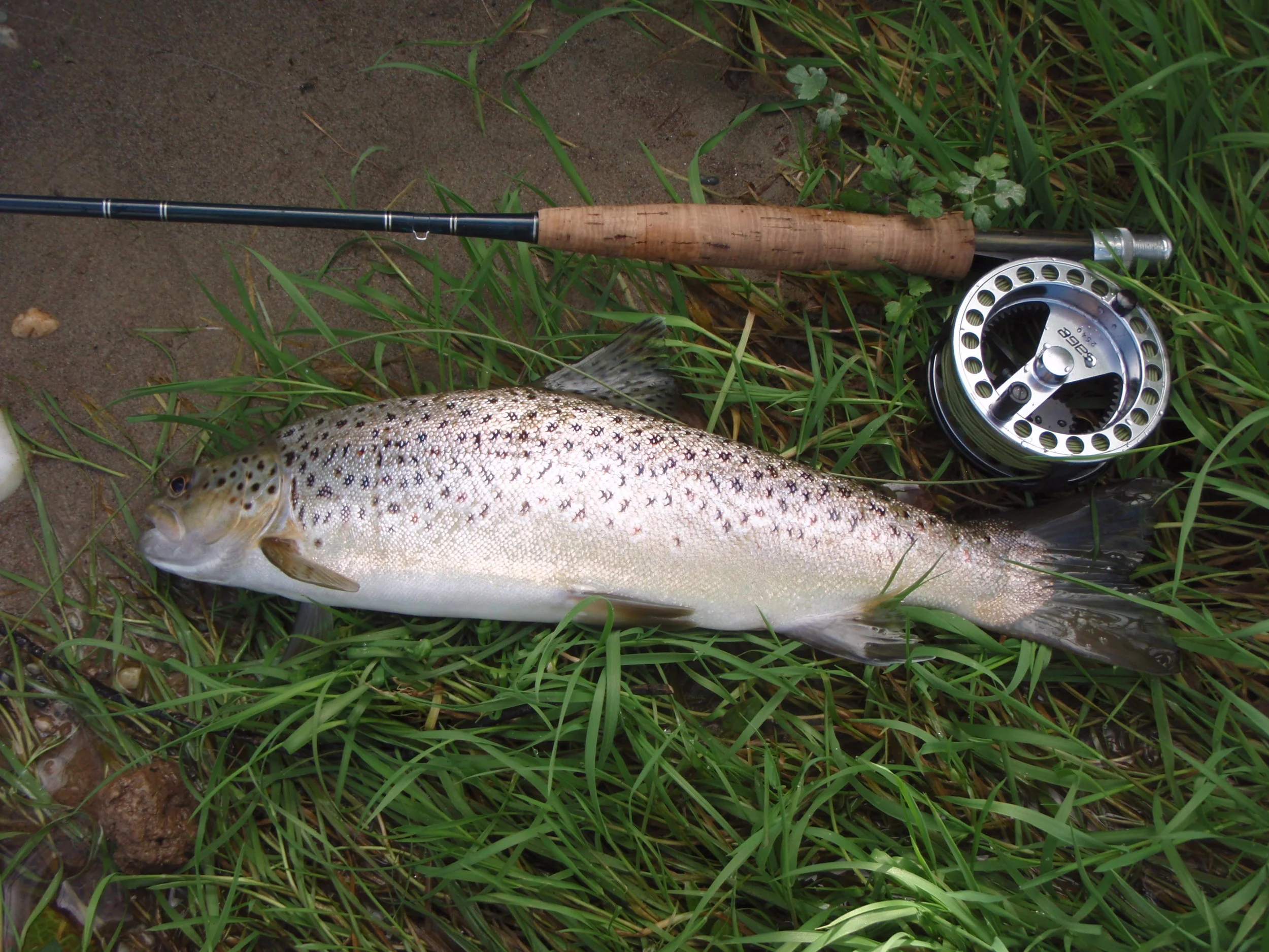 Chunky searun@Mataura.JPG