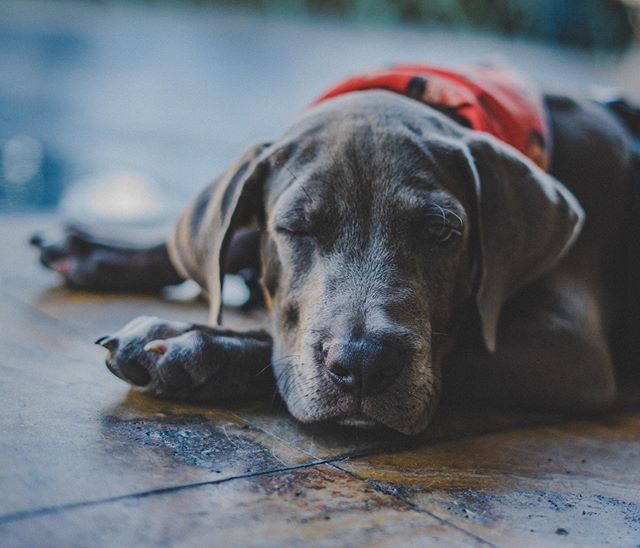 Always keep one 👁 open

______

#LifeOfPepe #BarkLife #modellife #model #dogsofinstagram #puppy #puppylove #puppiesofinstagram #dogstagram #dogoftheday #puppylife #puppygram #puppyoftheday #puppyeyes #dogs #dawg #dog #dogsofpuertorico #puppiesofpuer