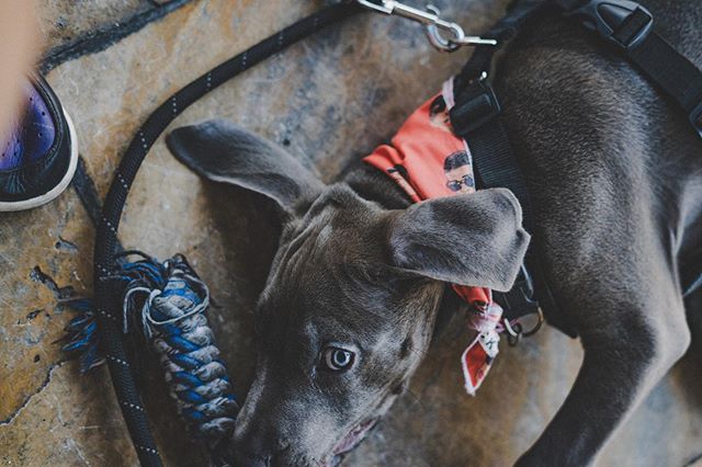 This dog&rsquo;s life 
______

#LifeOfPepe #BarkLife #modellife #model #dogsofinstagram #puppy #puppylove #puppiesofinstagram #dogstagram #dogoftheday #puppylife #puppygram #puppyoftheday #puppyeyes #dogs #dawg #dog #dogsofpuertorico #puppiesofpuerto