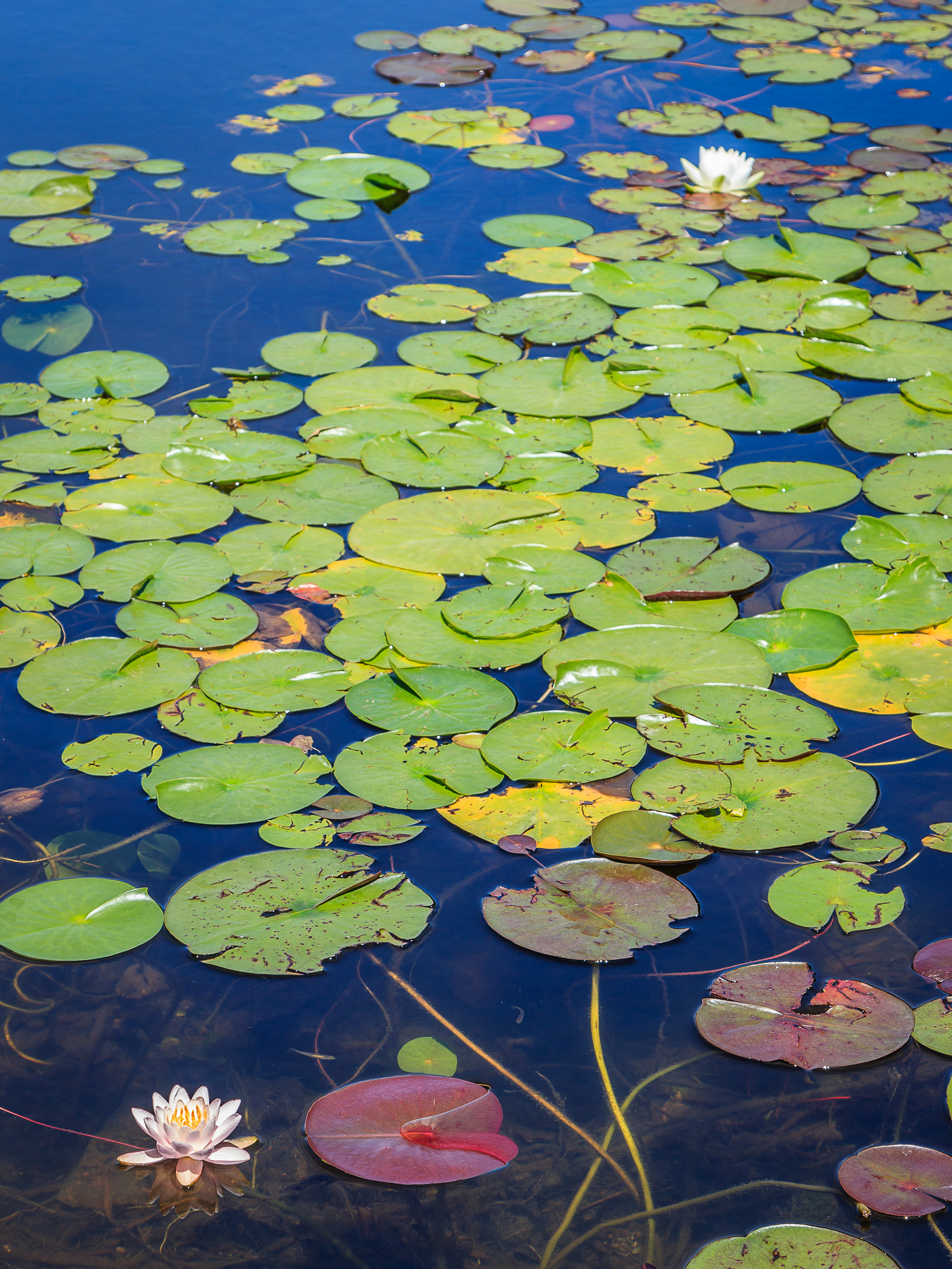 Lily Pods in Pond, Maine
