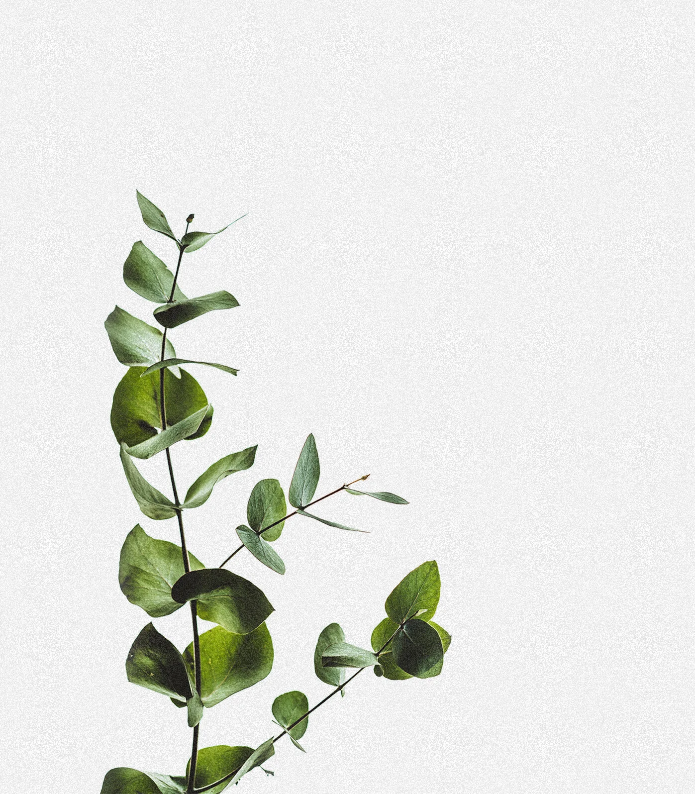 Hojas verdes, un símbolo de vida y crecimiento