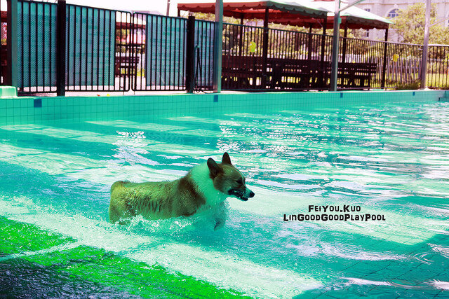  To prevent cross-contamination between dogs, all dogs are washed with ozone before and after playing in the pool 
