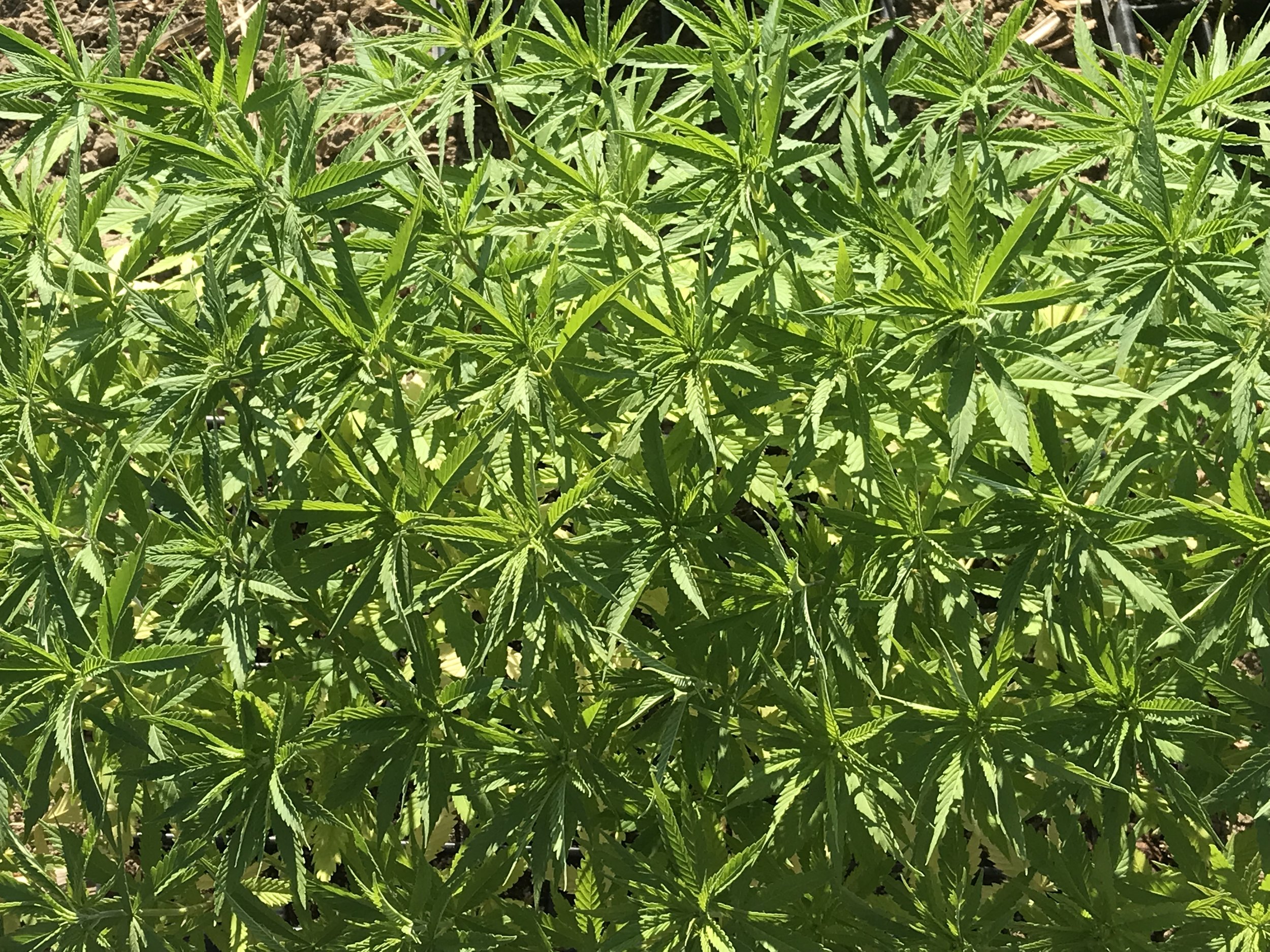 43932403-AAF2-4738-896E-E159EA16D7B0.jpeg