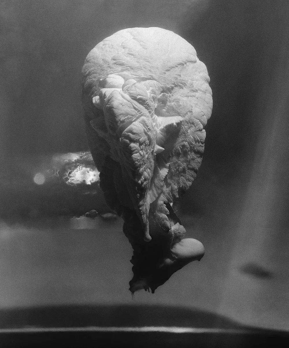 BUST (2014) Ink in gelatine, 120mm photograph 100 x 120 cm / print edition of 5 on Hahnemuhle Photorag 50 x 60 cm / print edition of 20 on Hahnemuhle Photorag