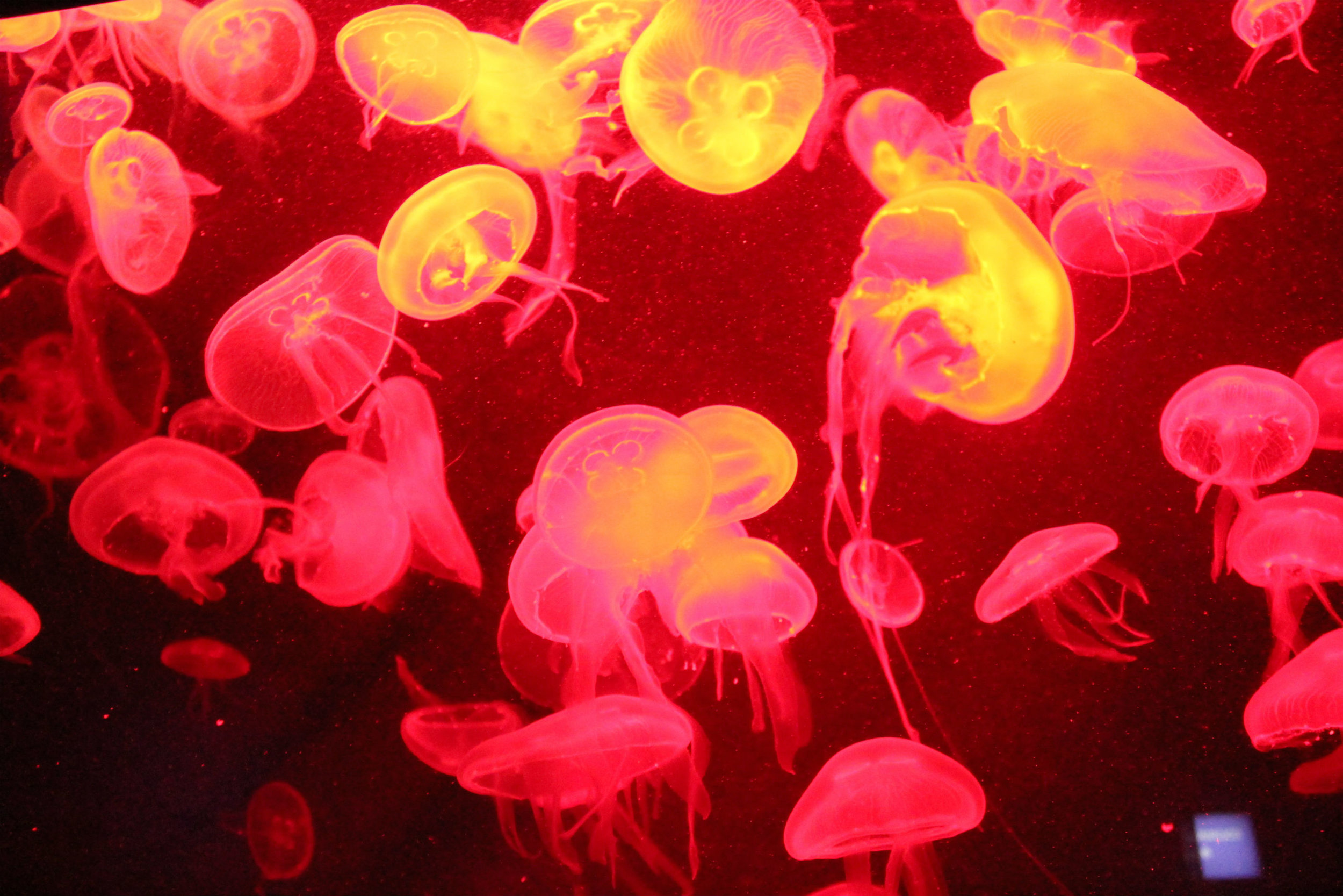 Singapore Diaries - Day 4