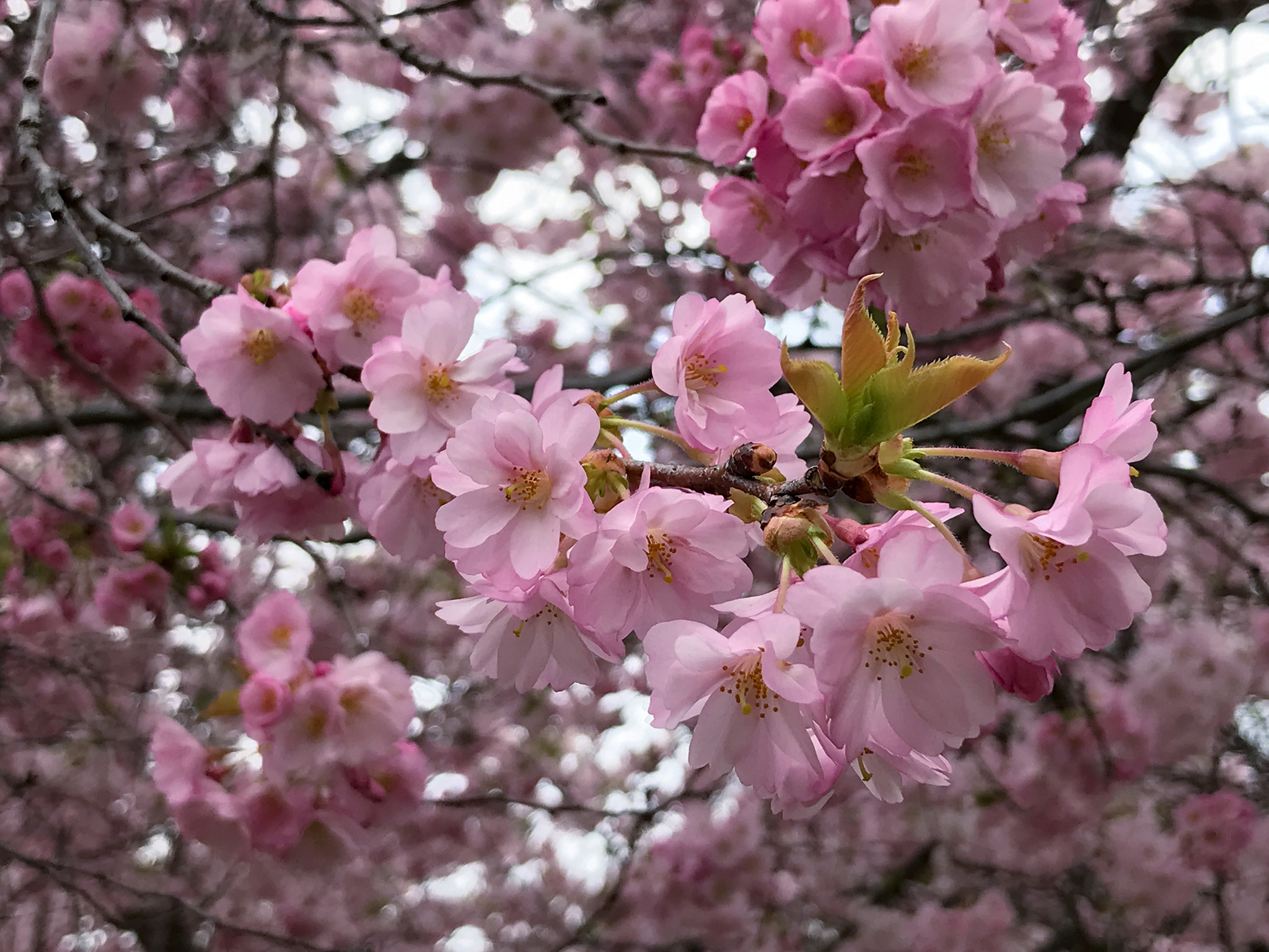 High Park - Cherry Blossoms