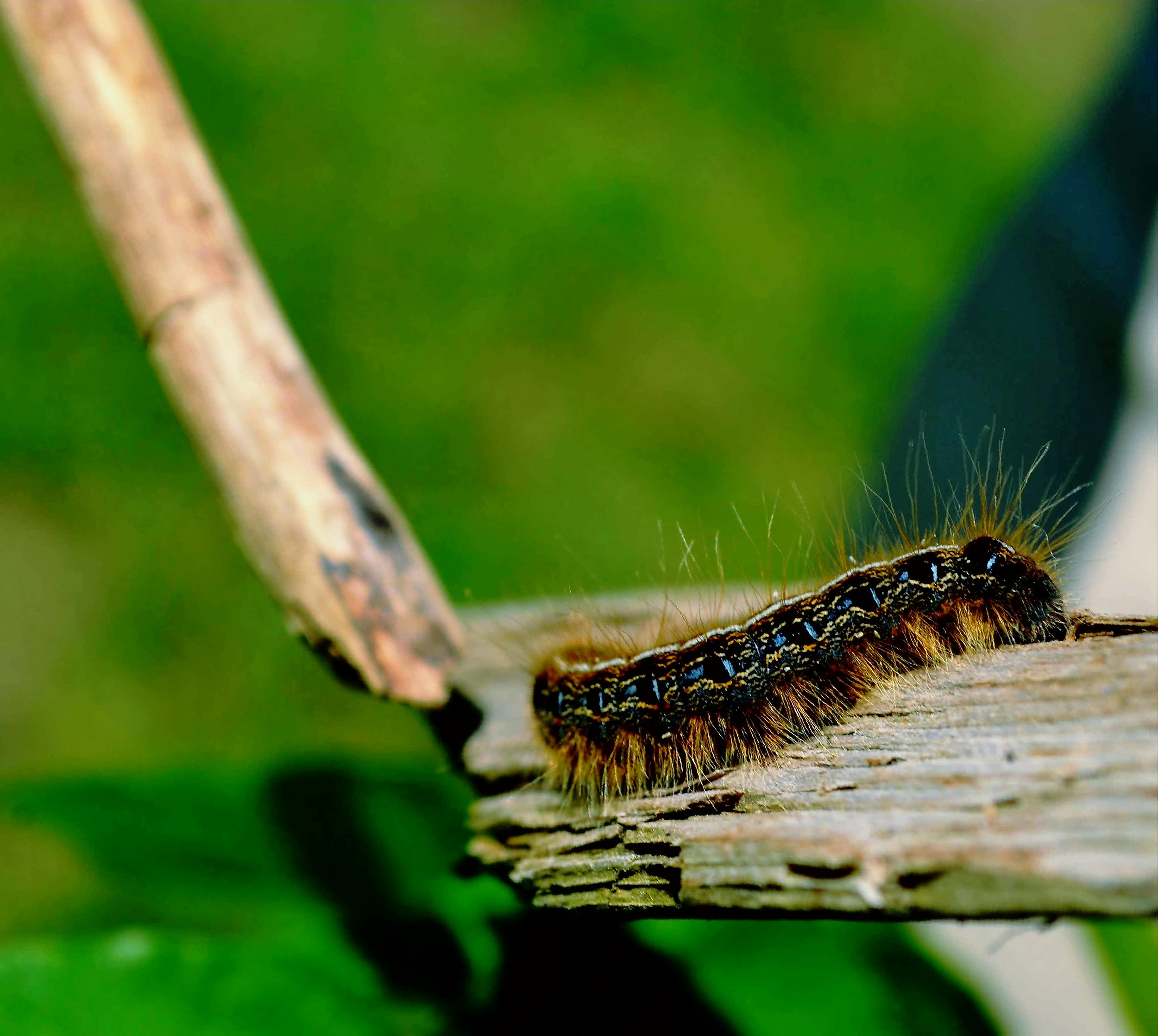Caterpillar