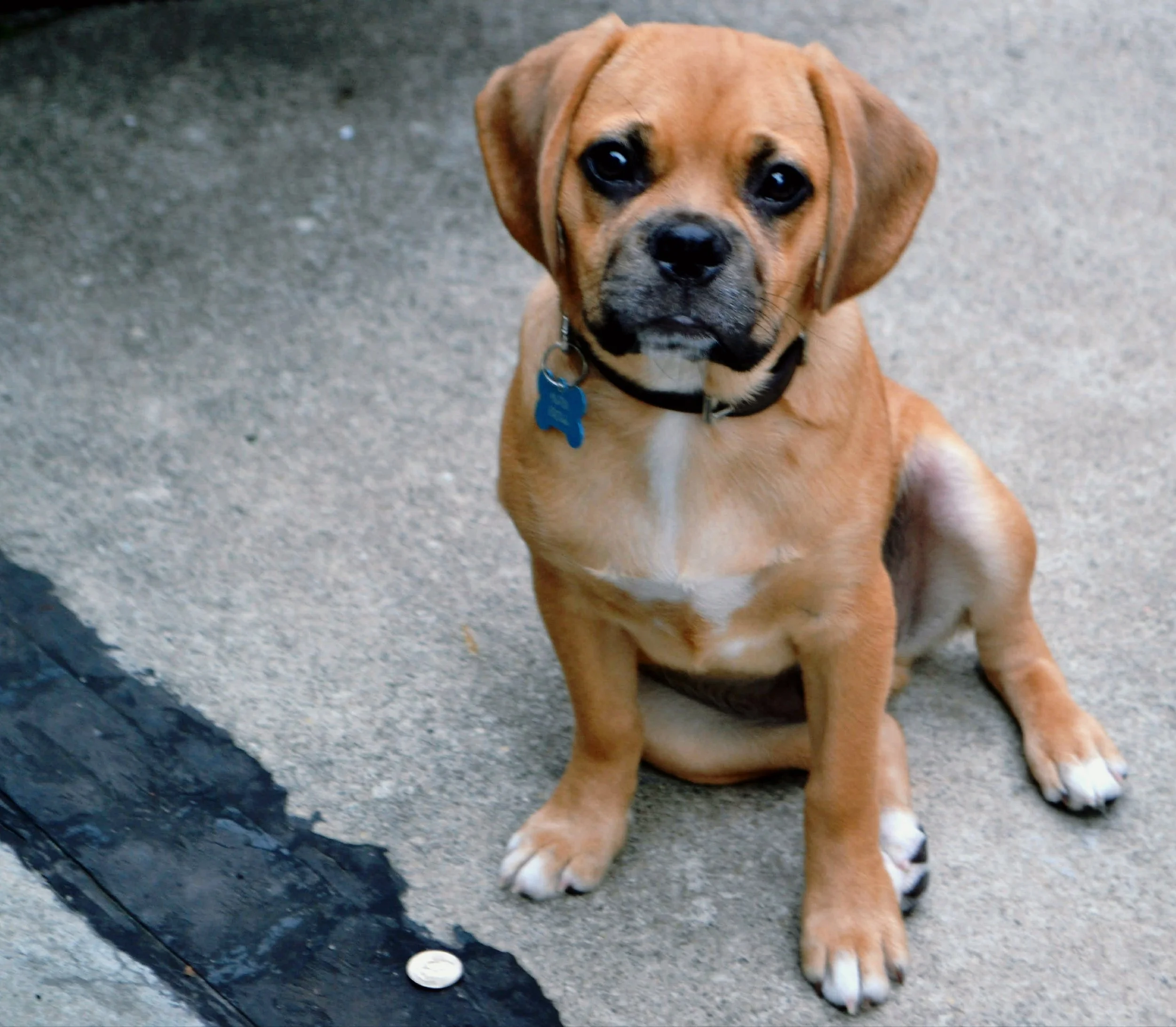 Puggle puppy