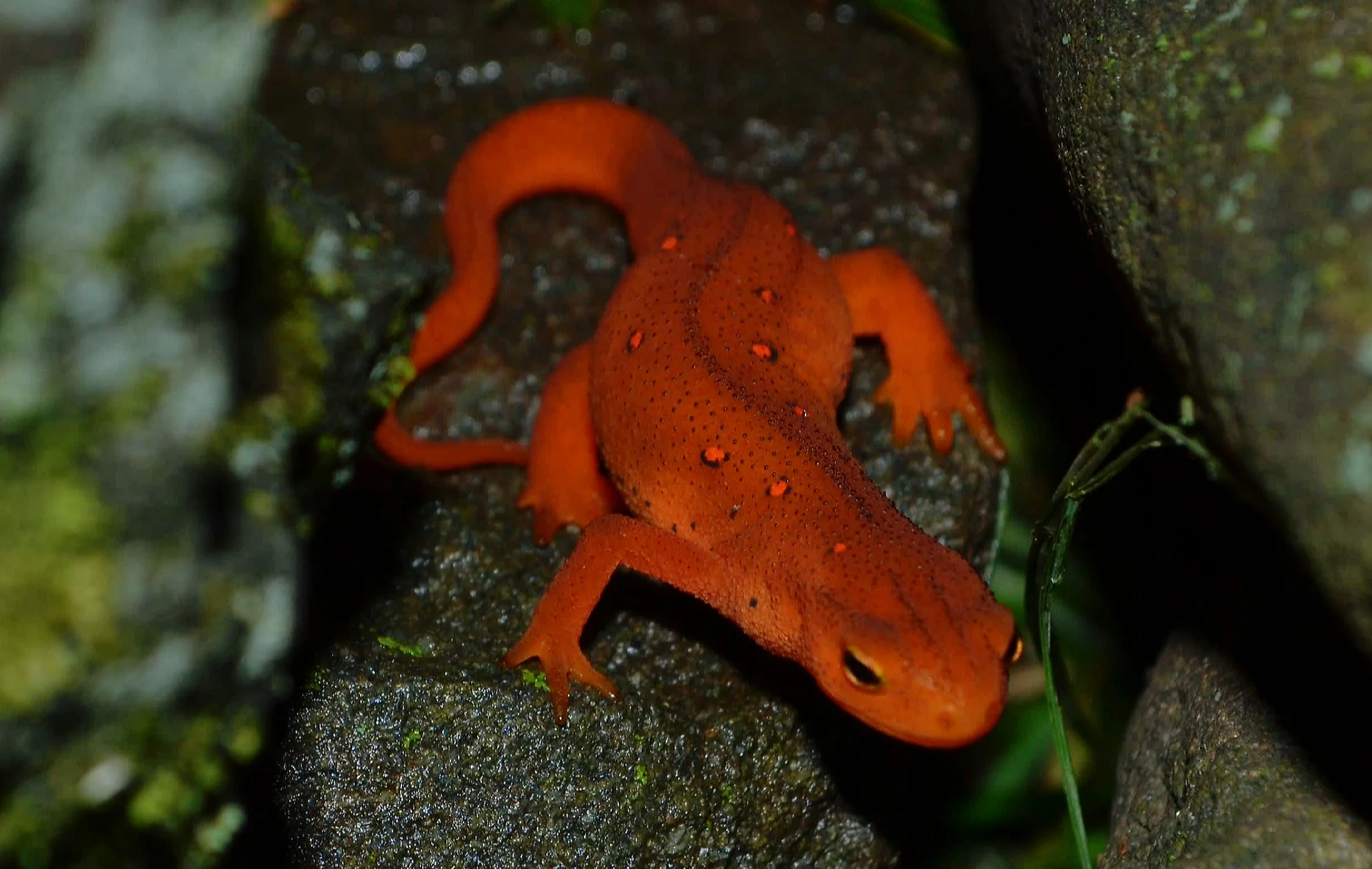 Orange Newt