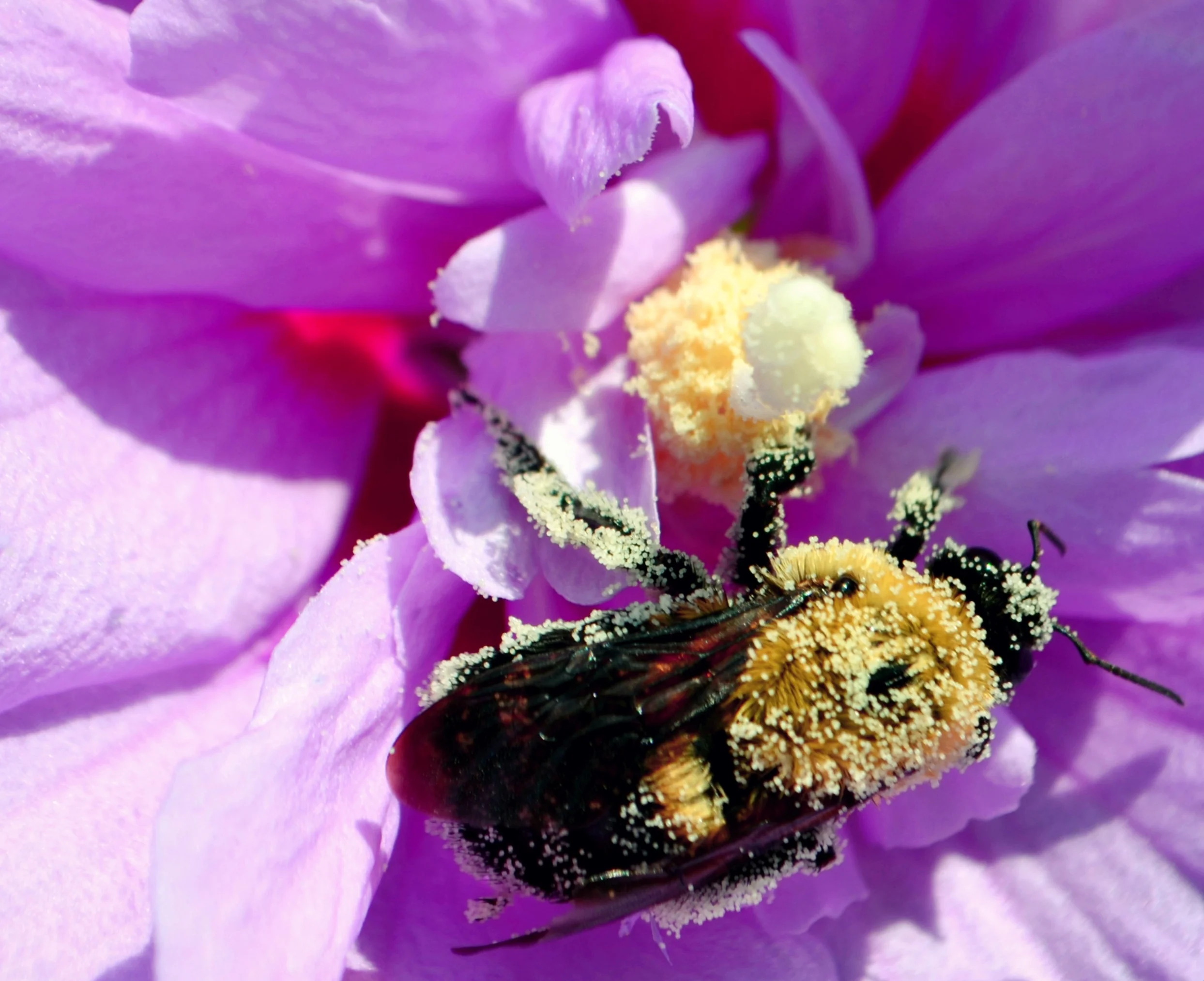 Bee covered in pollen