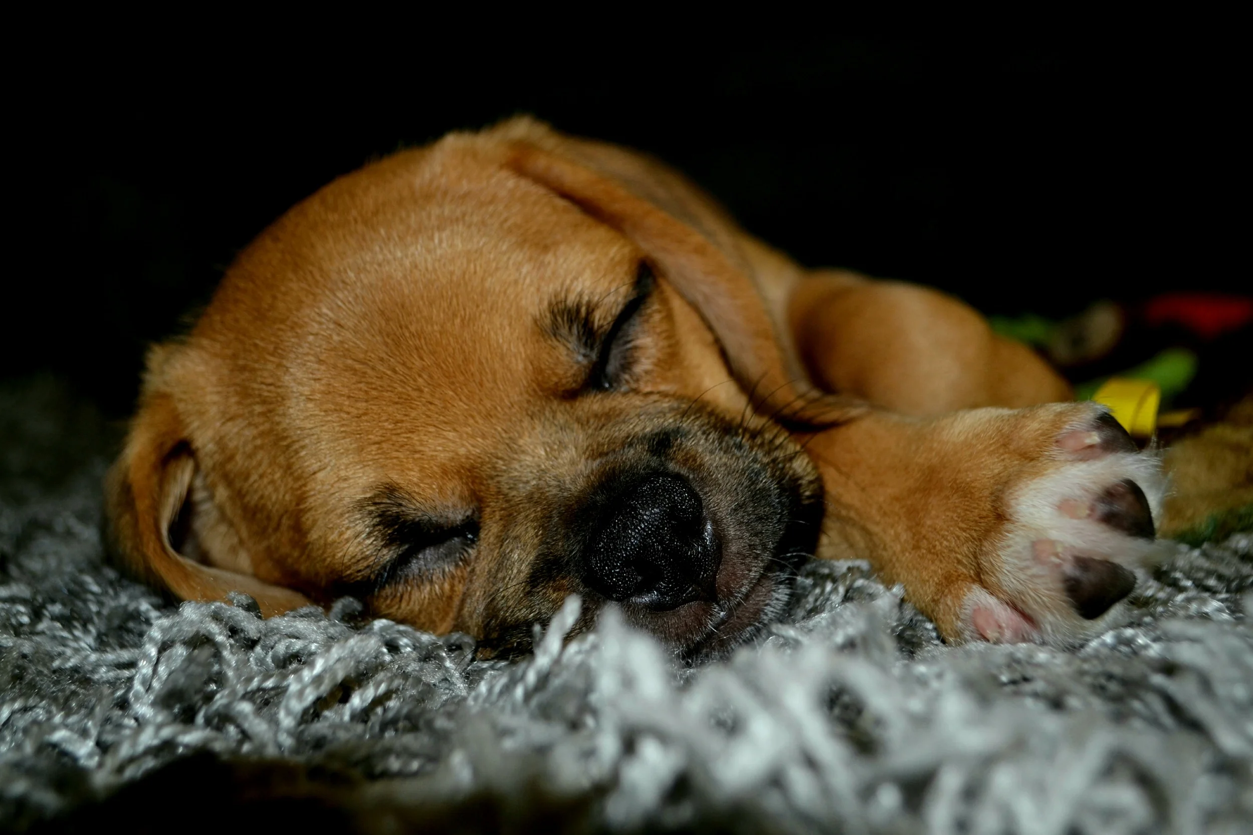 Puggle puppy