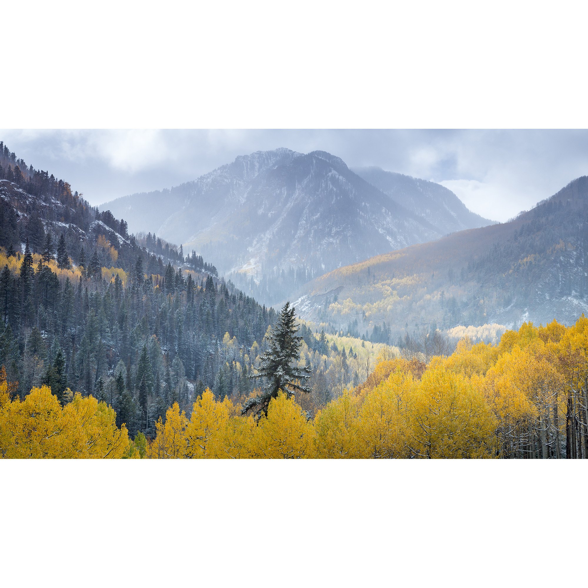 Conifer and Aspen