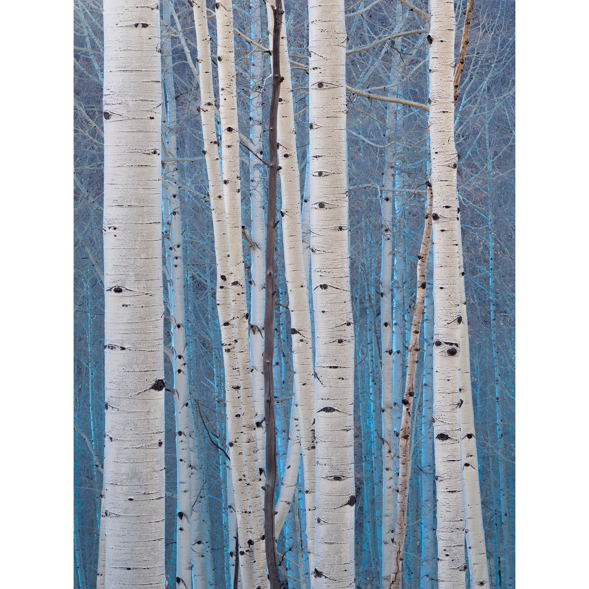 blue aspen.jpg