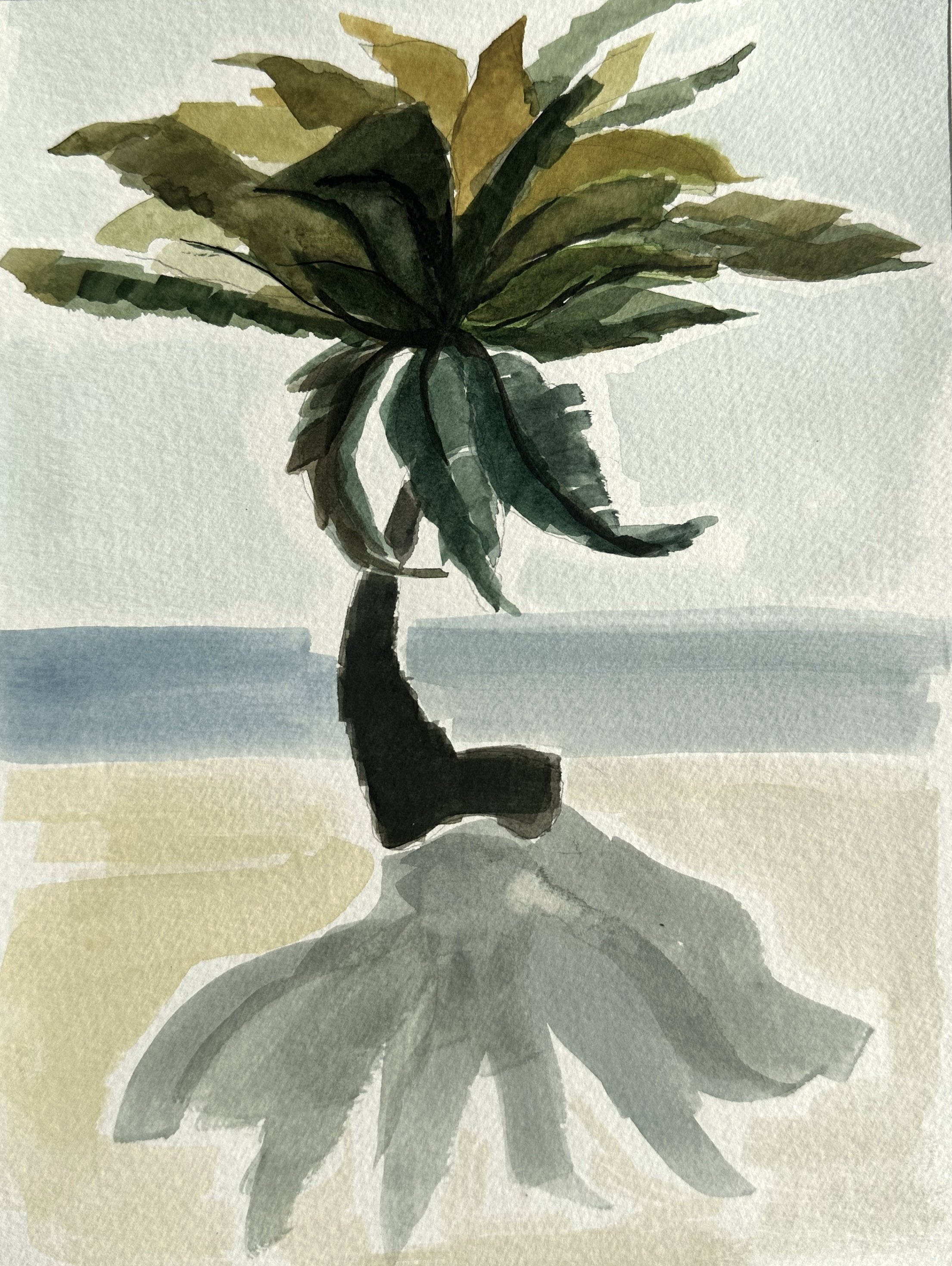 Belize Palm Tree sketch 1.jpg