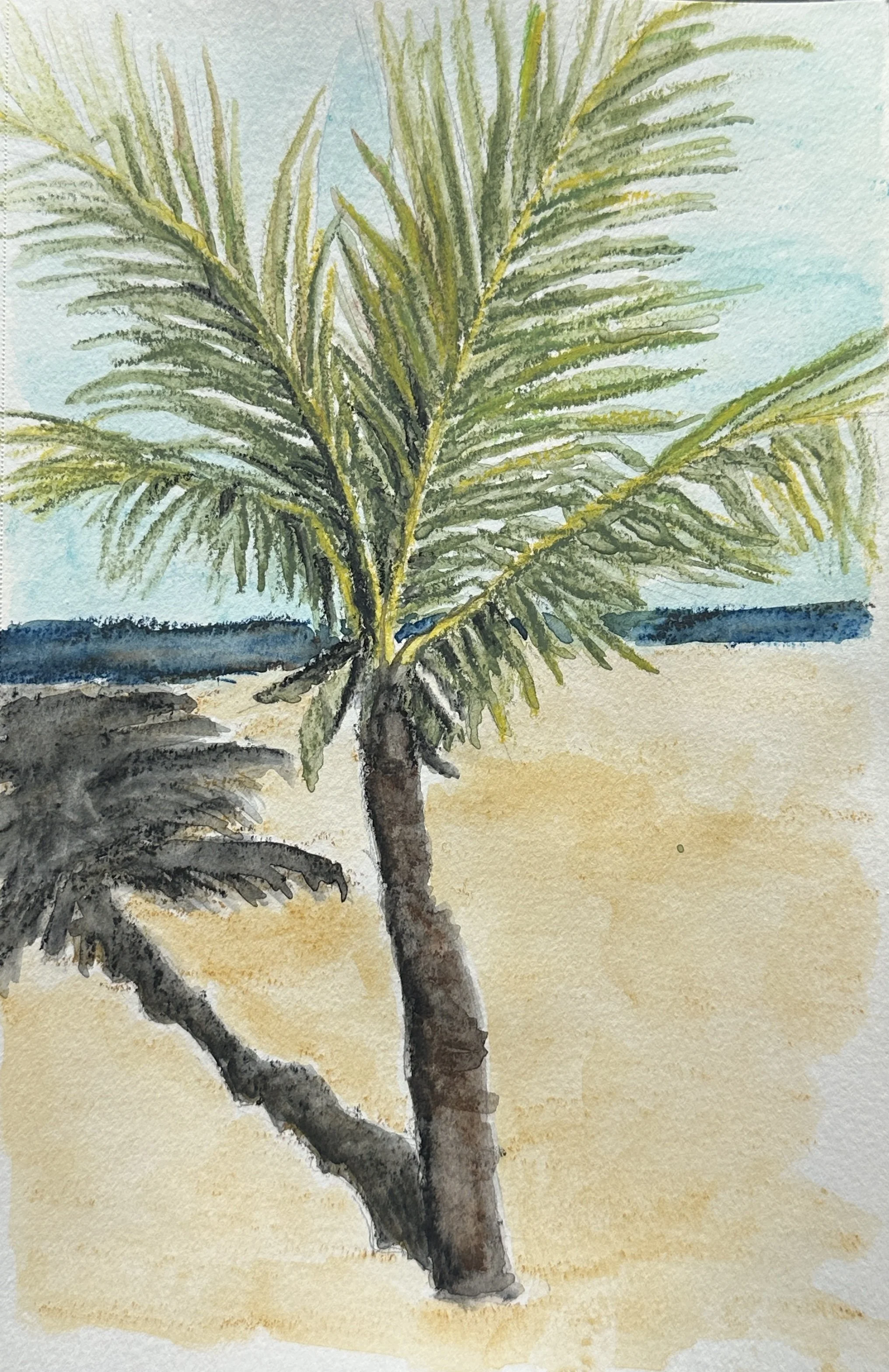 Grace Bay Palm Sketch.jpg
