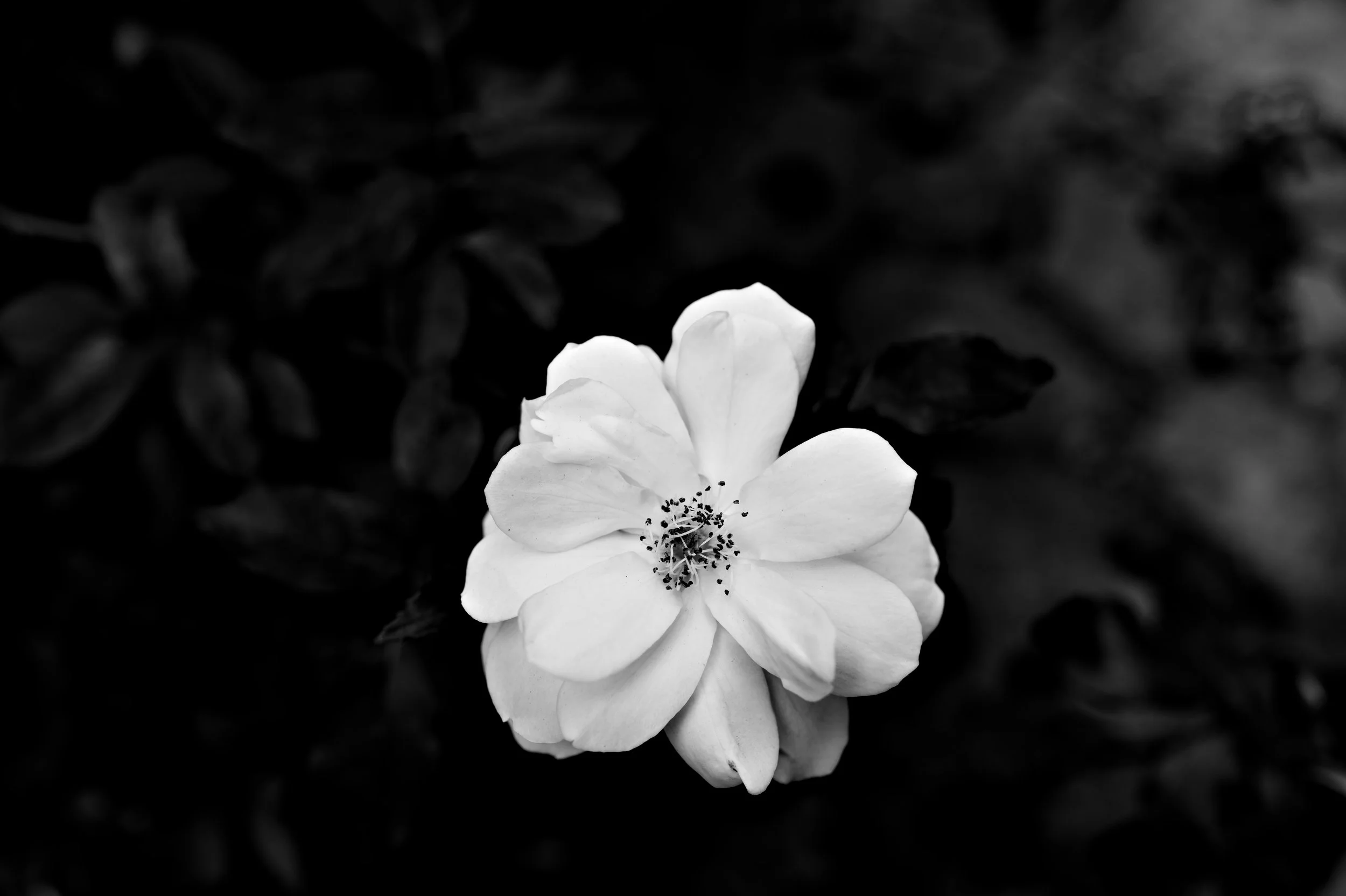 D85_5886.jpg