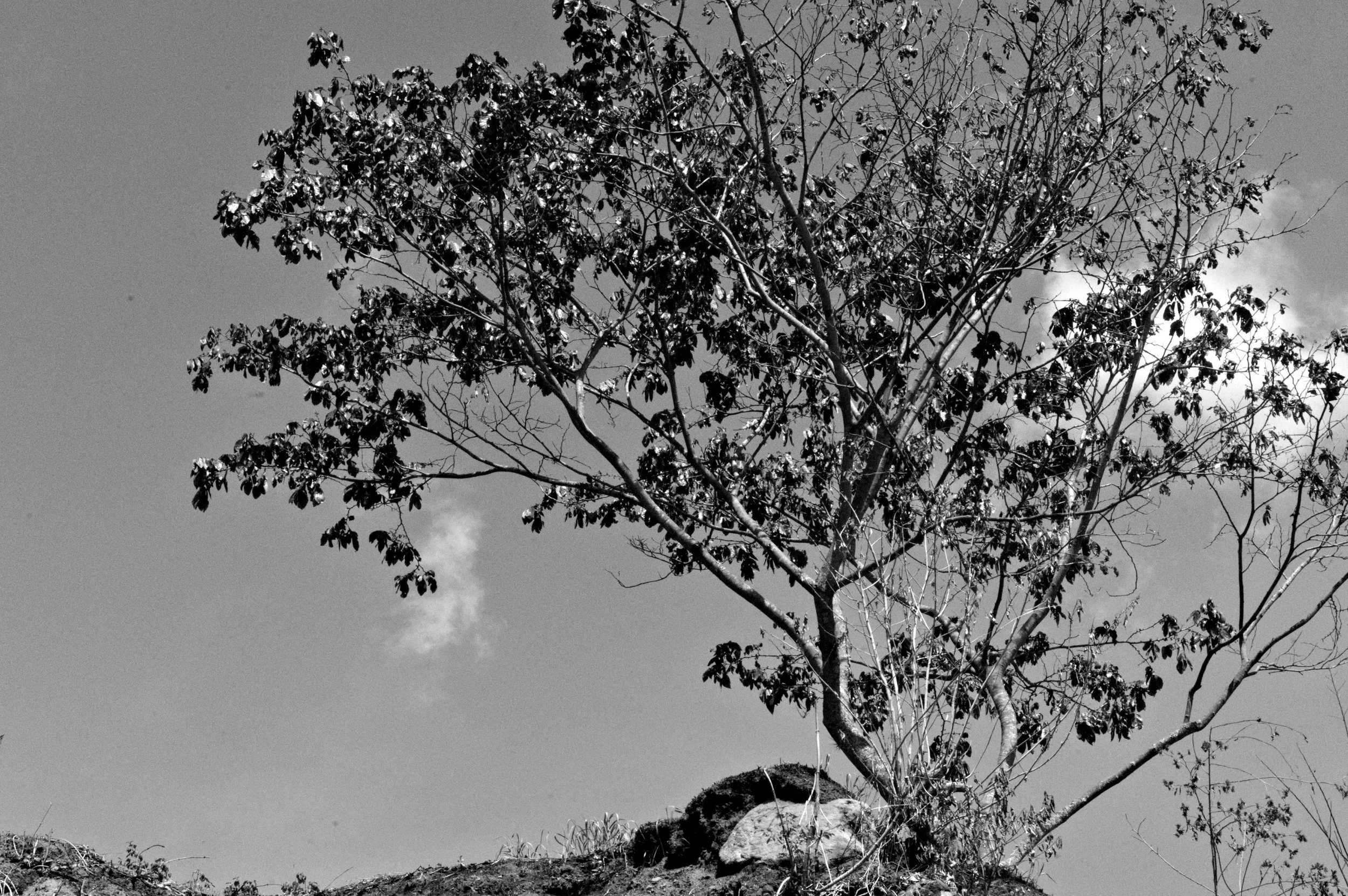 D85_6448.jpg