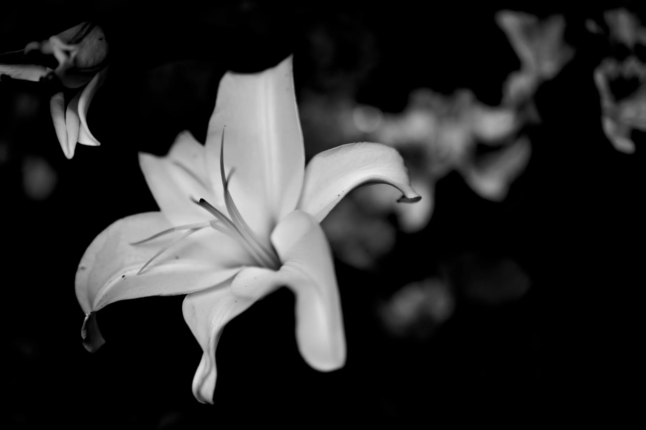 DSC_6803.jpg
