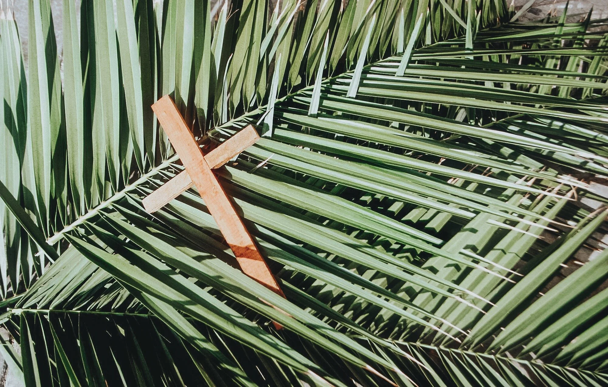Palm Sunday During Tough Times