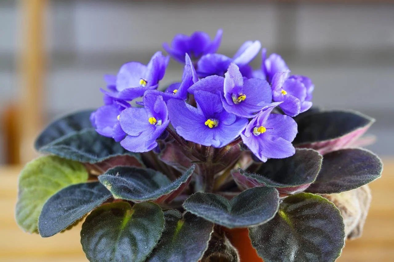 African Violets, Ladybugs, and All
