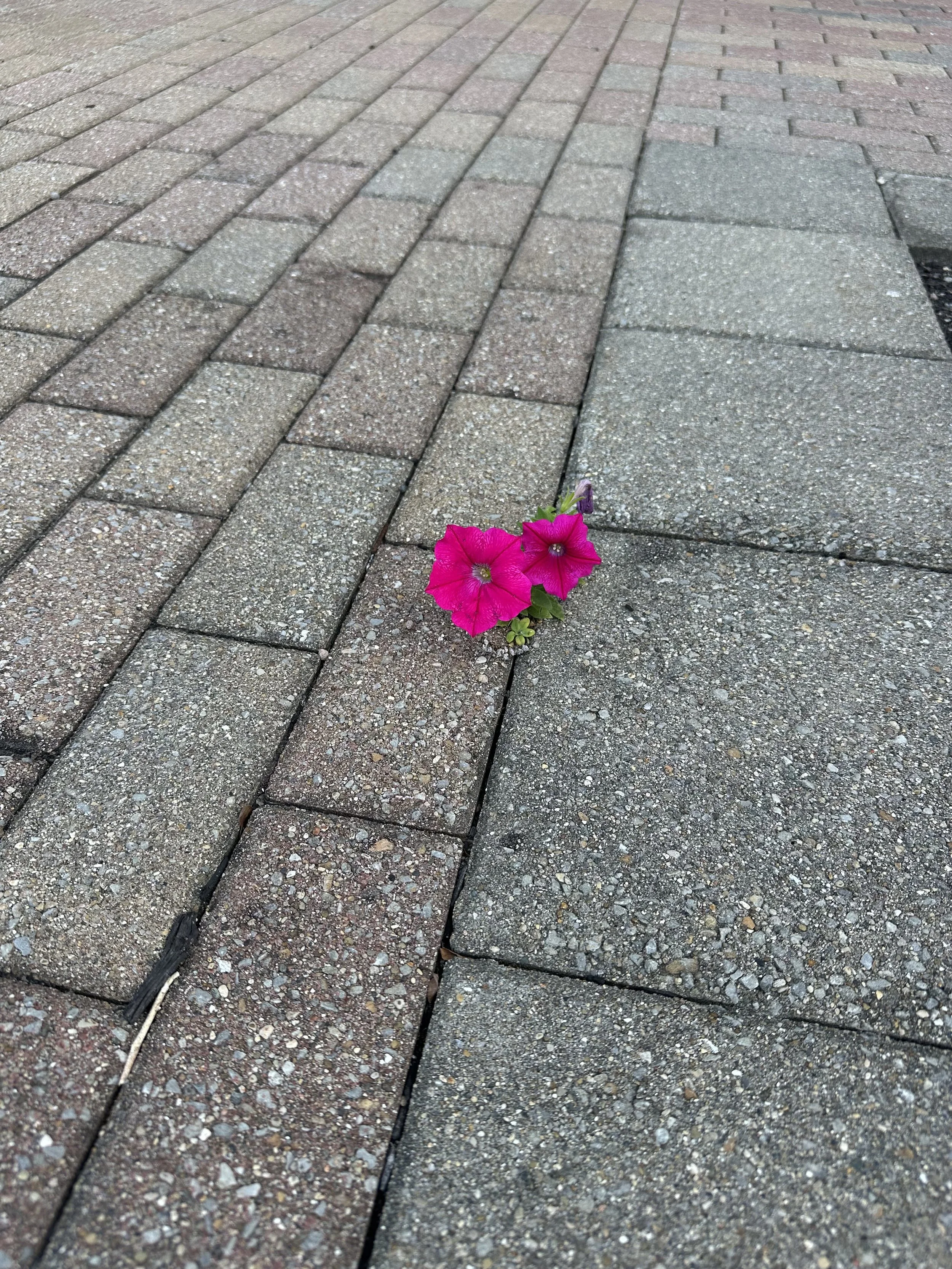 Petunias and Spider Webs and Hope