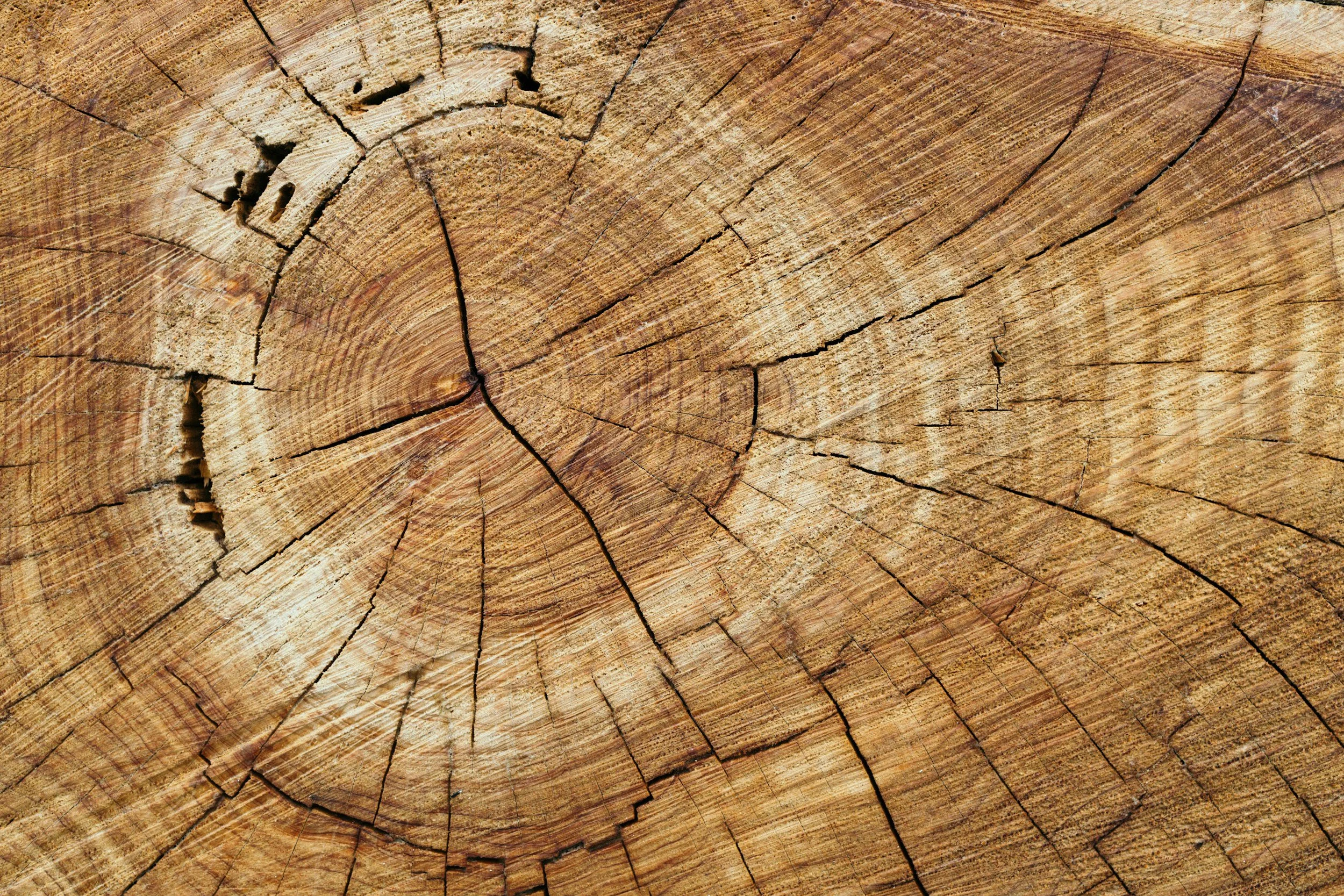 Select cutting timber services in Greene, Lenoir, and Pitt counties, North Carolina