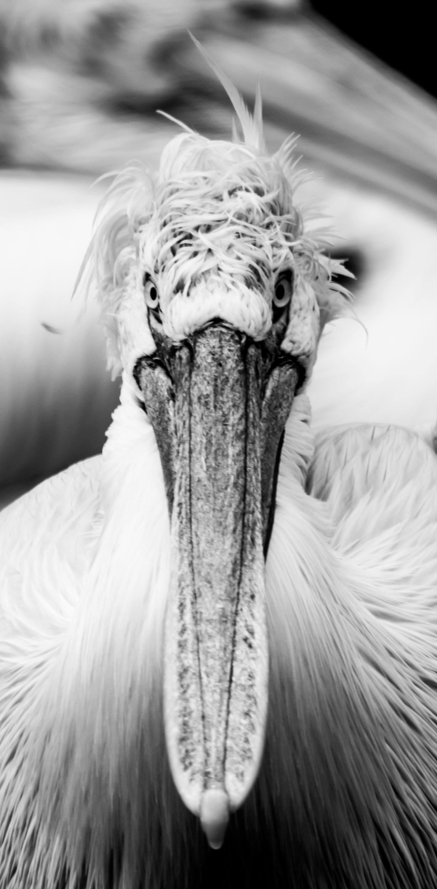 White Dalmatian Pelican