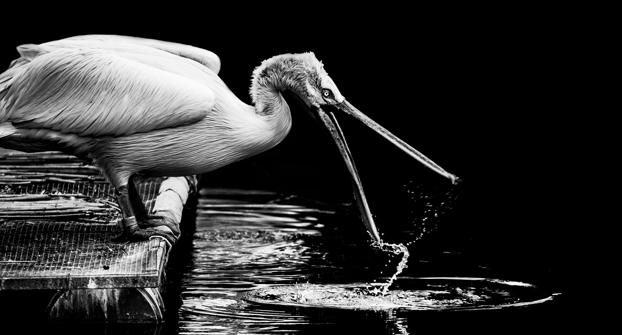 White Dalmatian Pelicans