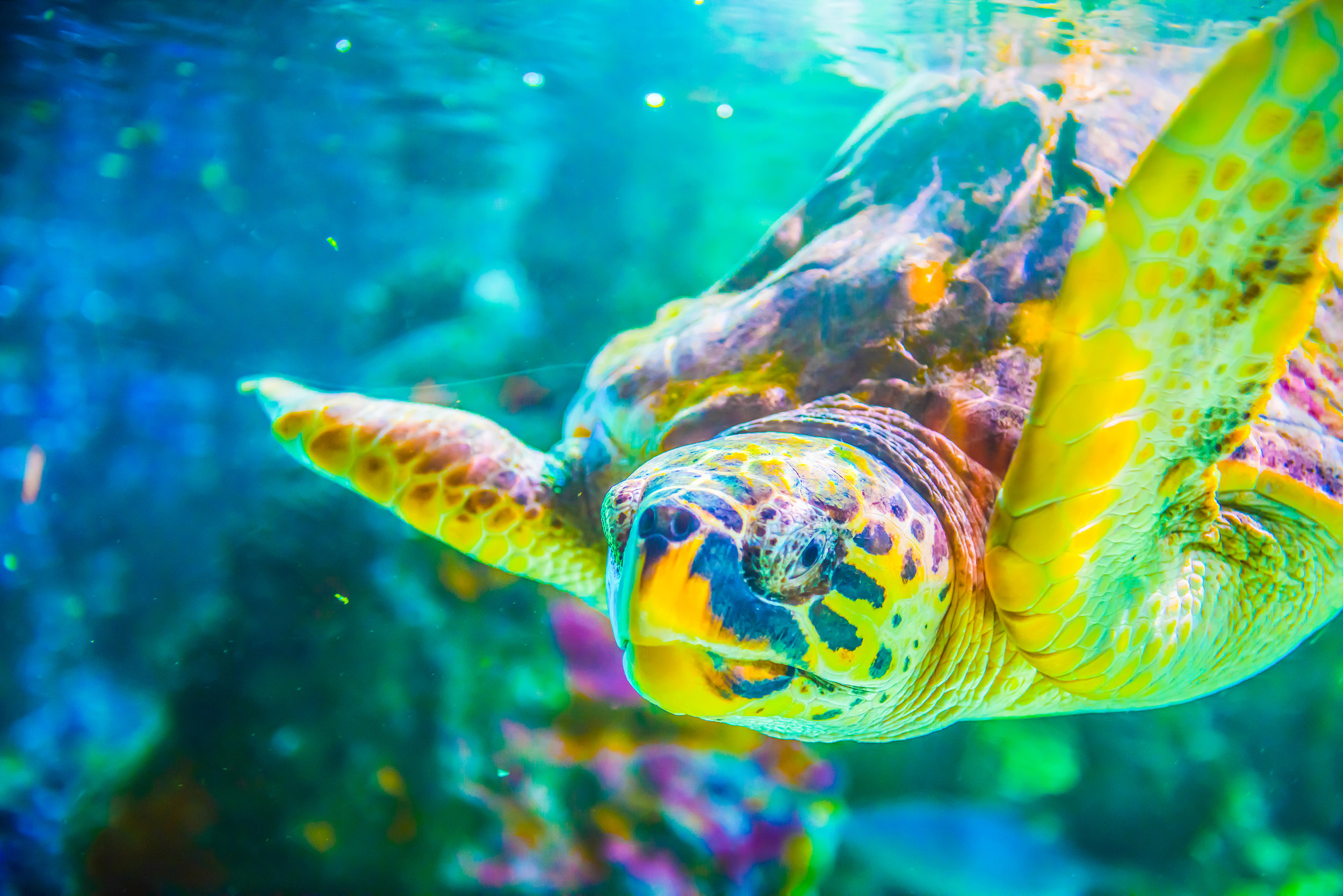 The Loggerhead Sea Turtle