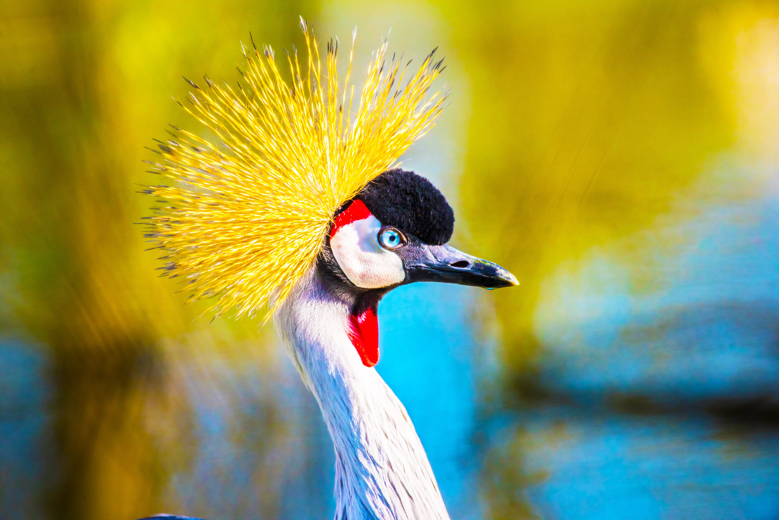 The grey crowned crane, Balearica regulorum, 