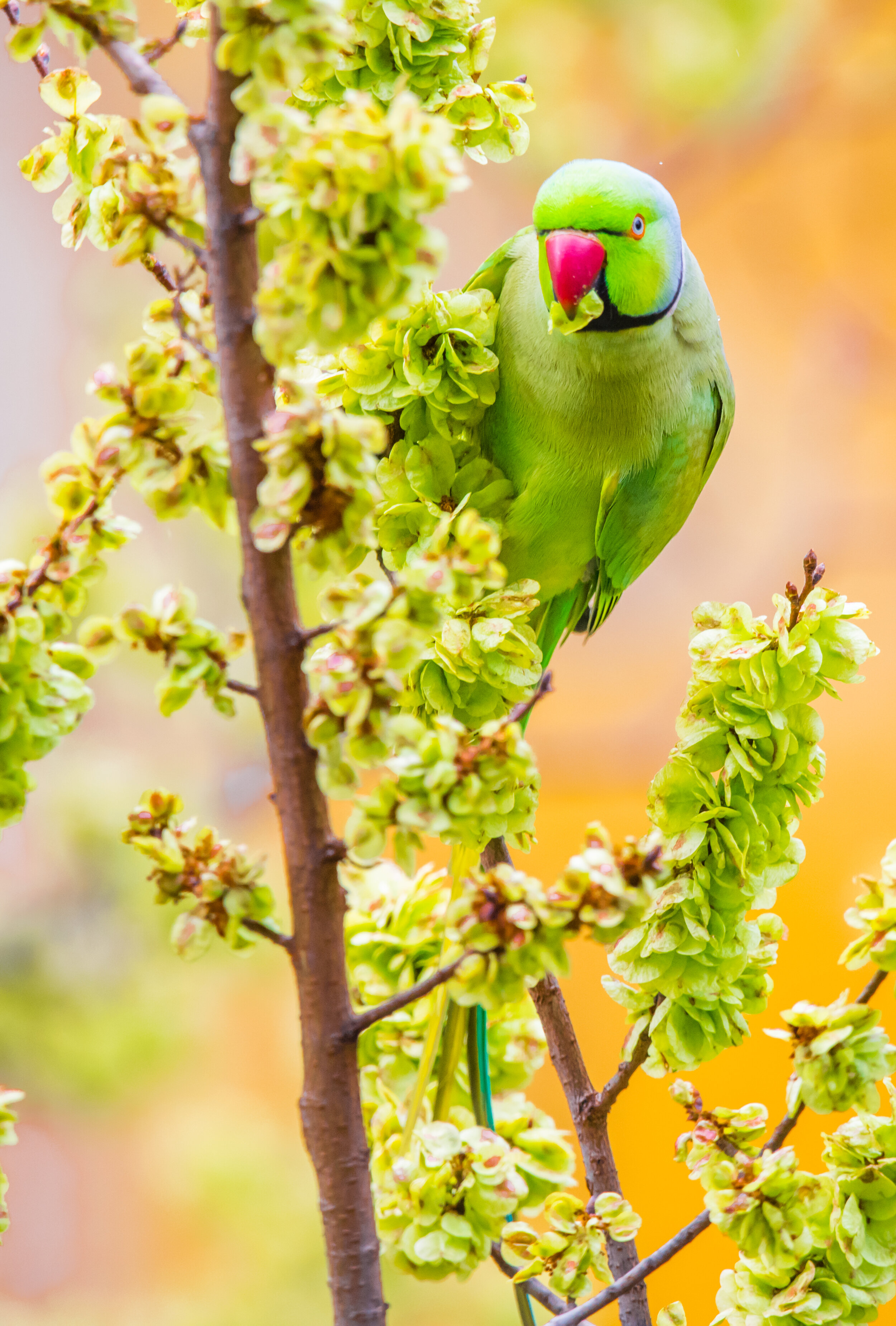 The Indian ring-necked parakeet