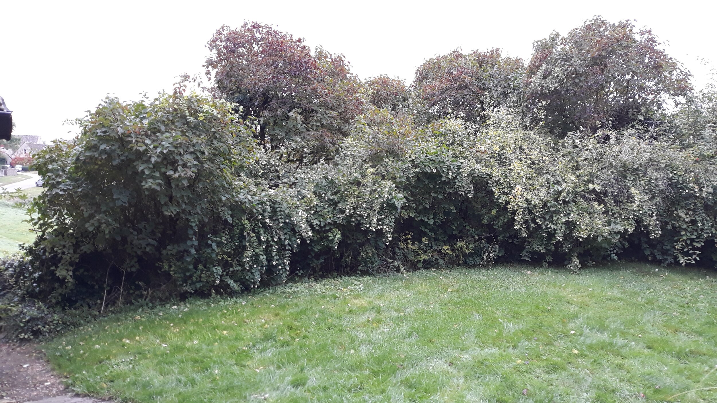 Overgrown hedge and garden