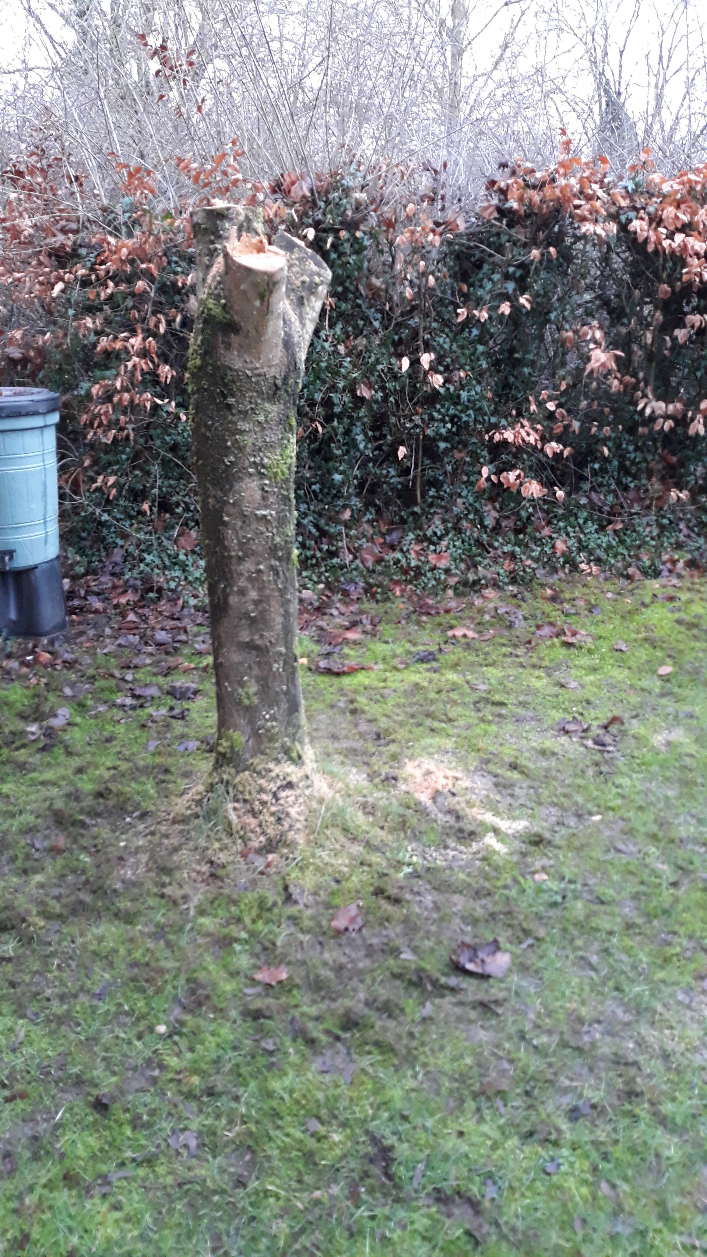 Stump grinding