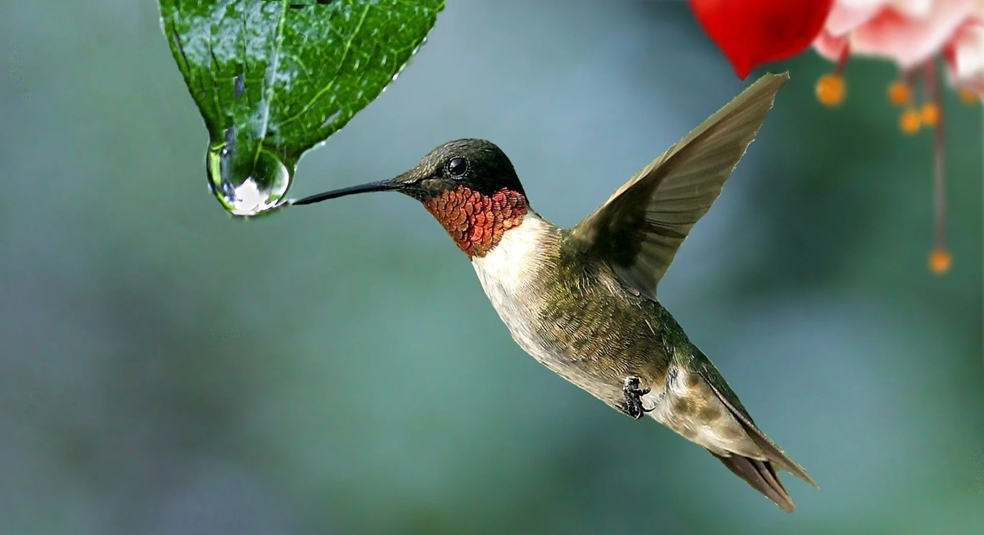 Humming Messengers