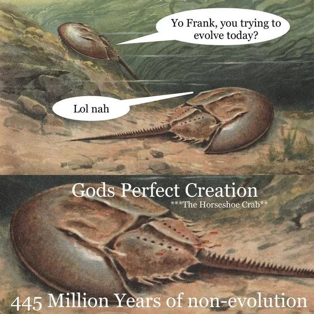 Horseshoe Crabs - God's Perfect Creation