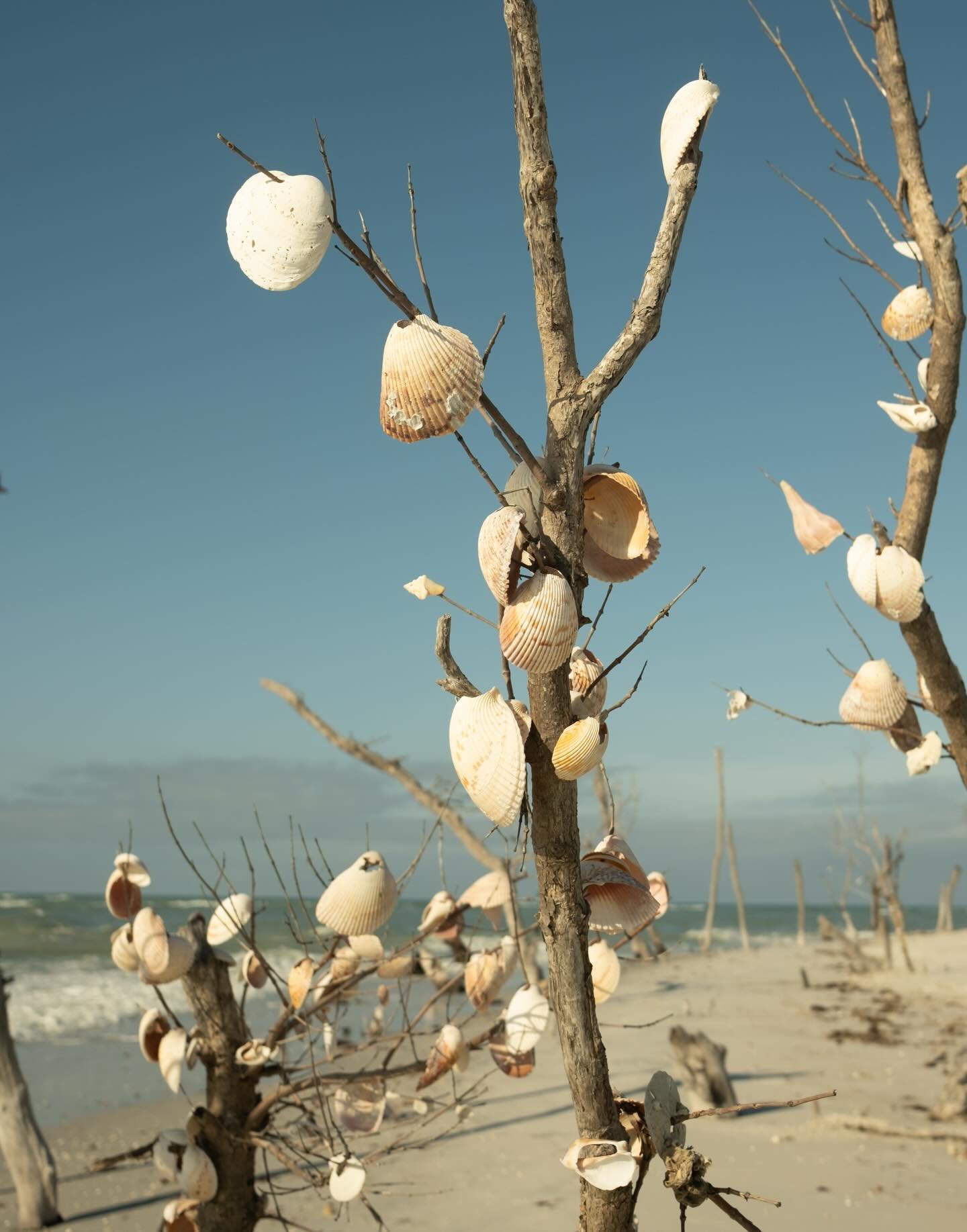 fuji files from the last few days 🐚