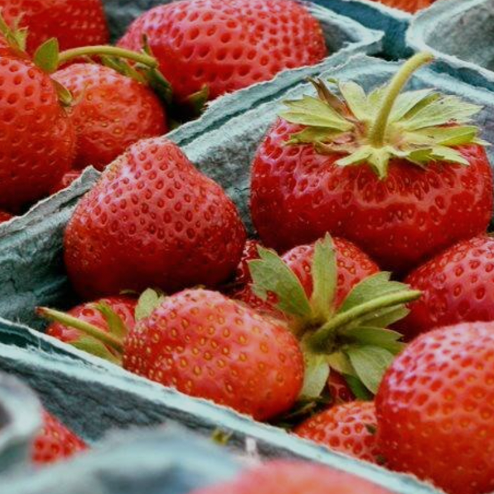 Millbrook Business Association New York — Travel and Living Guide