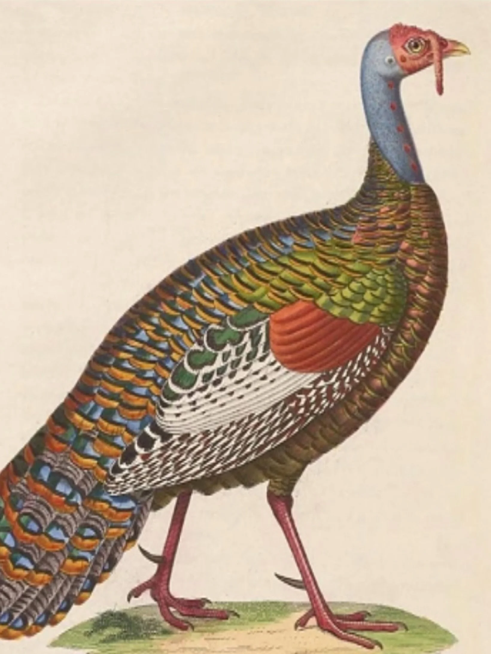 Happy Thanksgiving 🦃

#millbrookholiday 
#millbrooklove 
#millbrookdestination 
#millbrooknewyork 
#millbrook #millbrookny

Image : Biodiversity Heritage Library