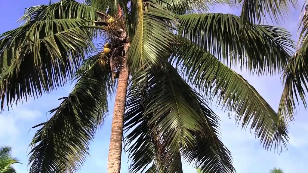 CoconutTree.jpeg