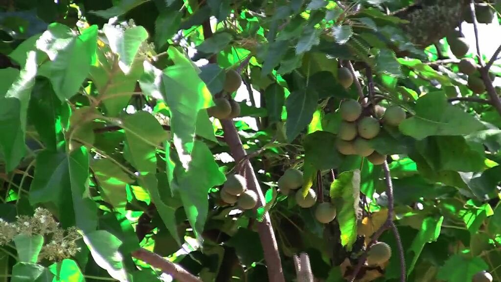 TuiNutTree.jpeg