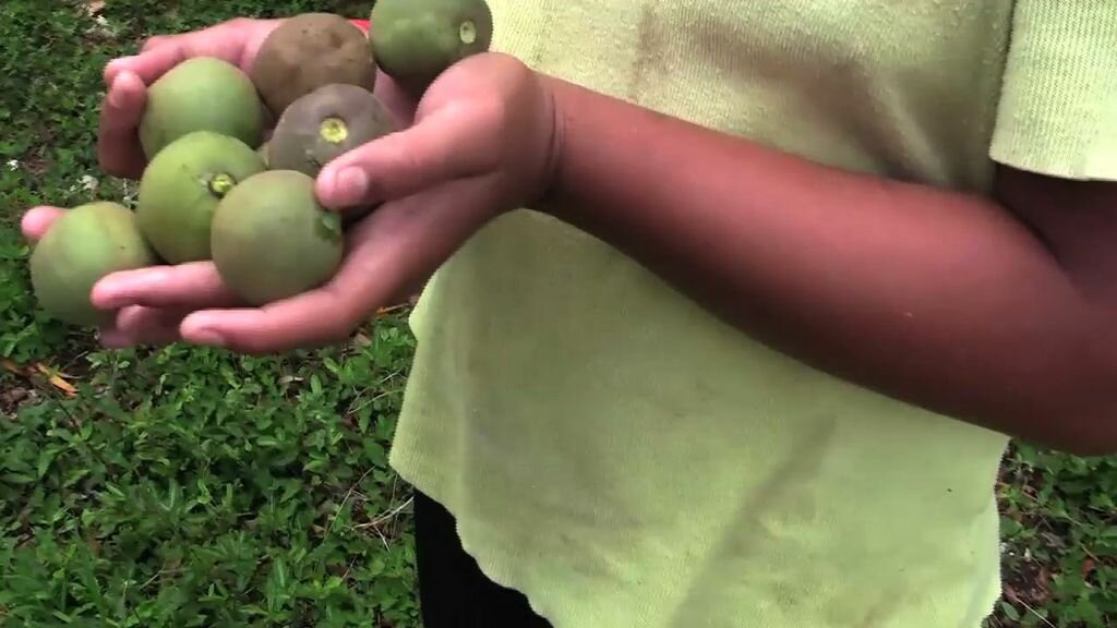 TuiTuiNutsCUinHands.jpeg