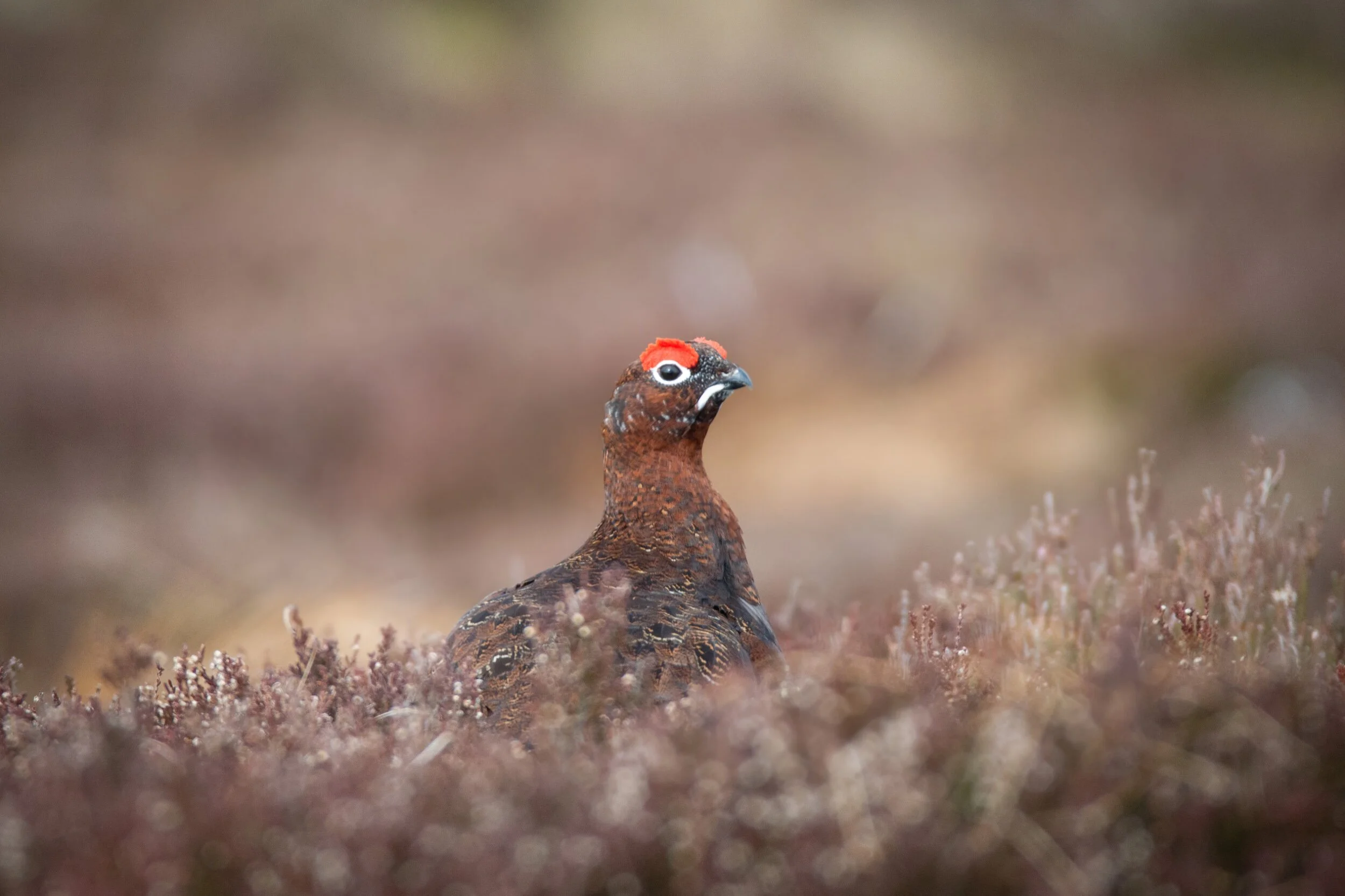 Scottish Red Grouse 
