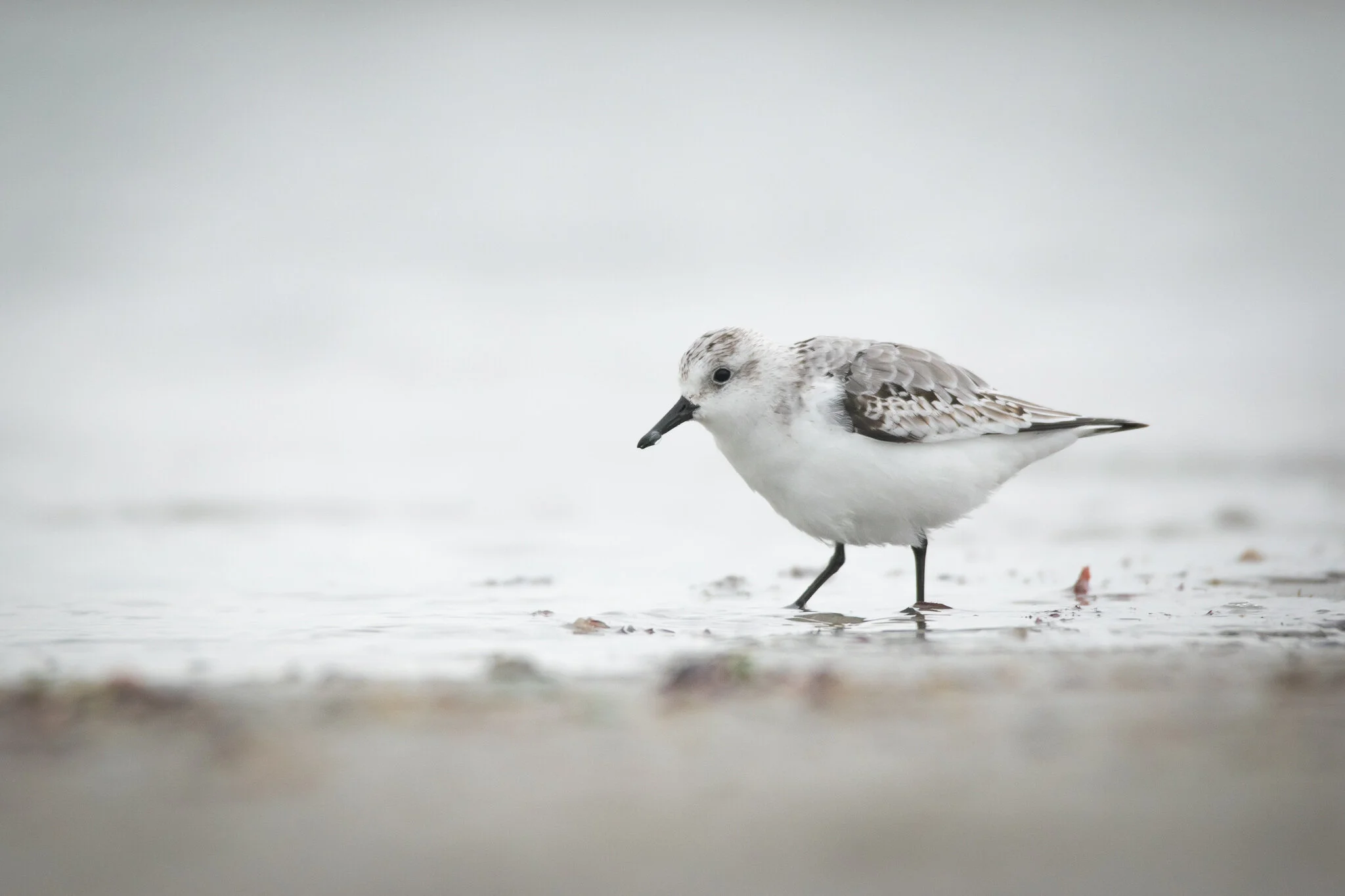 Winter Sanderlings