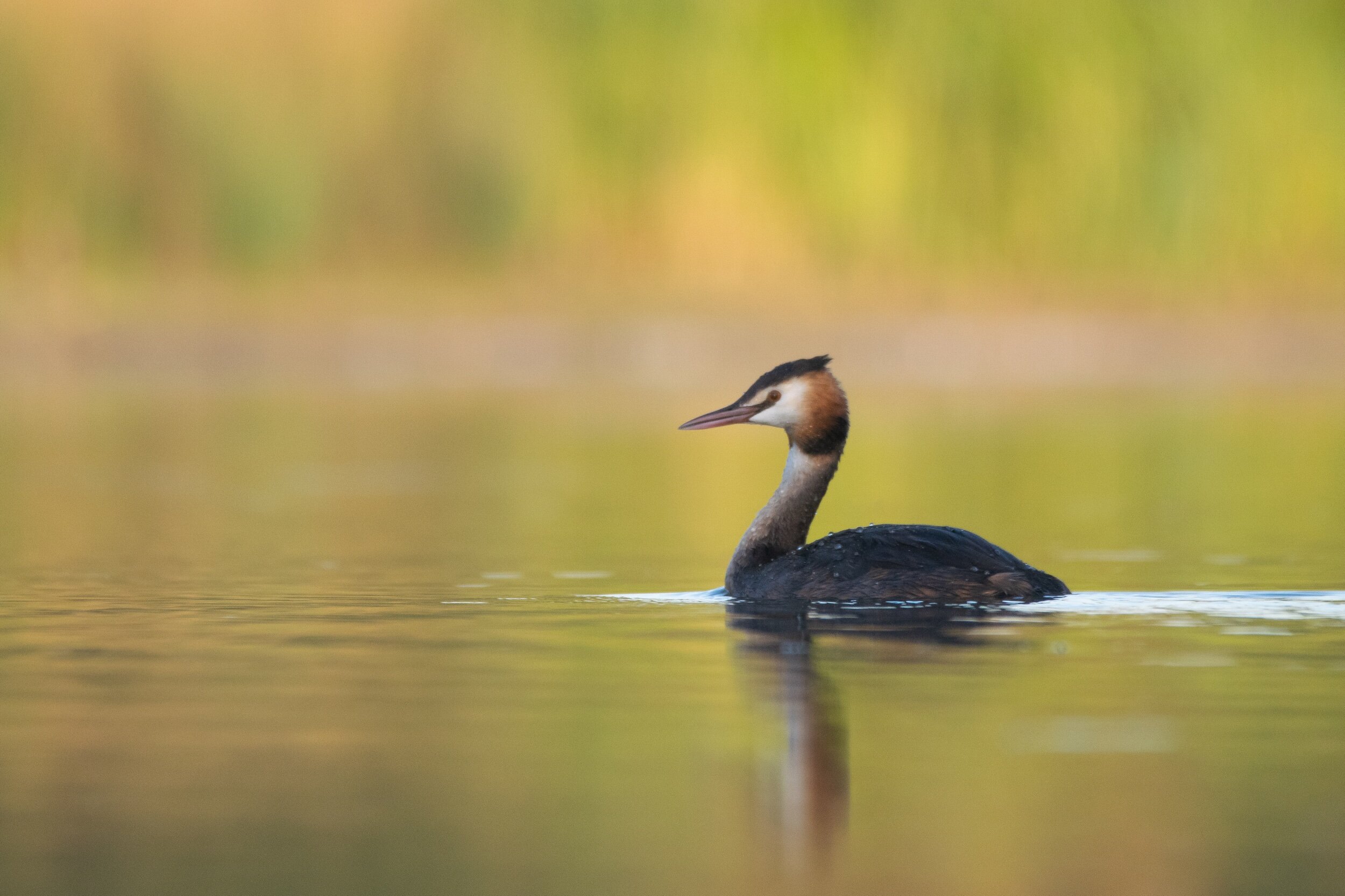 Great Crested Grebes