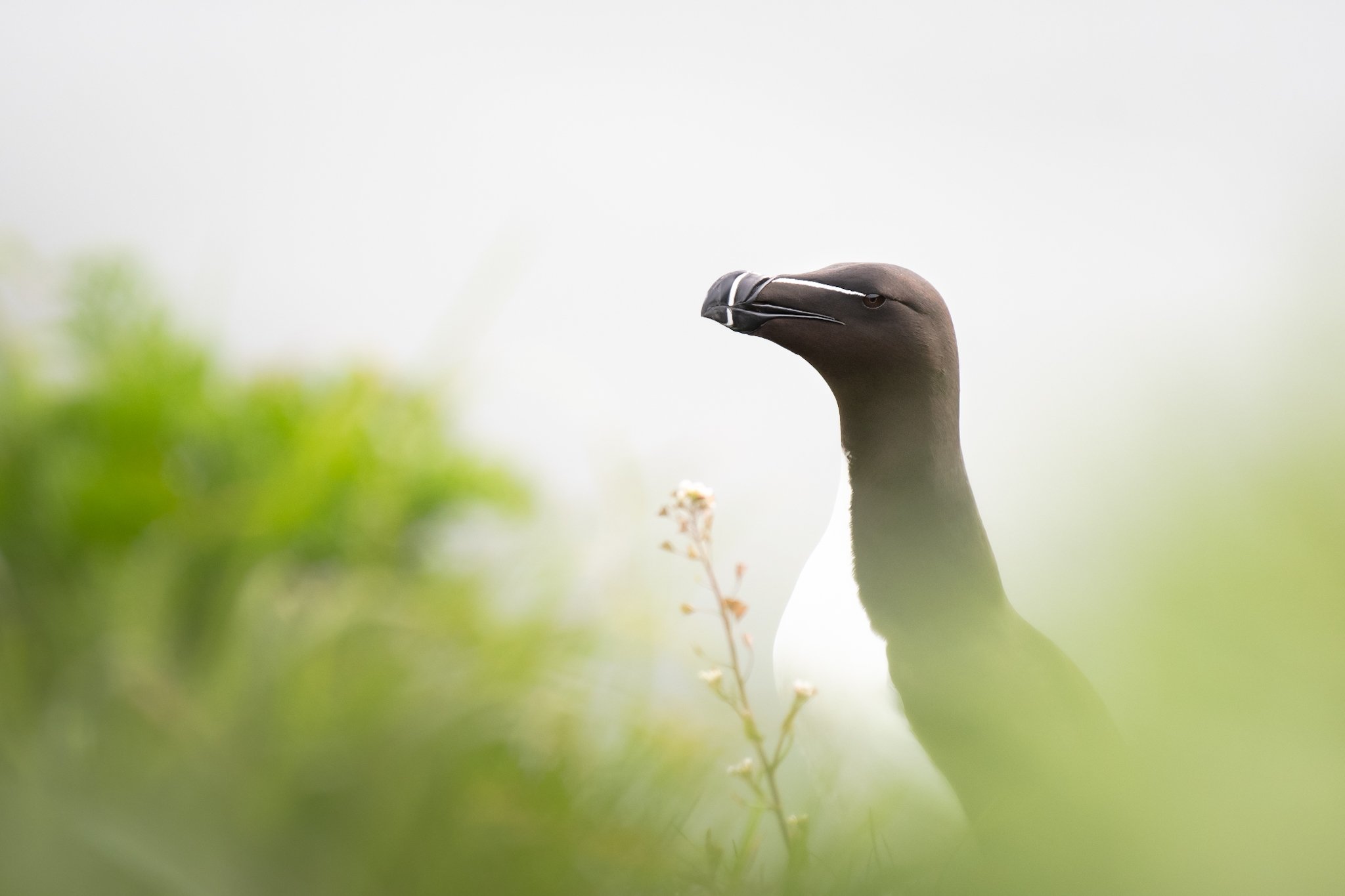 Razorbills amongst the cliff top grass