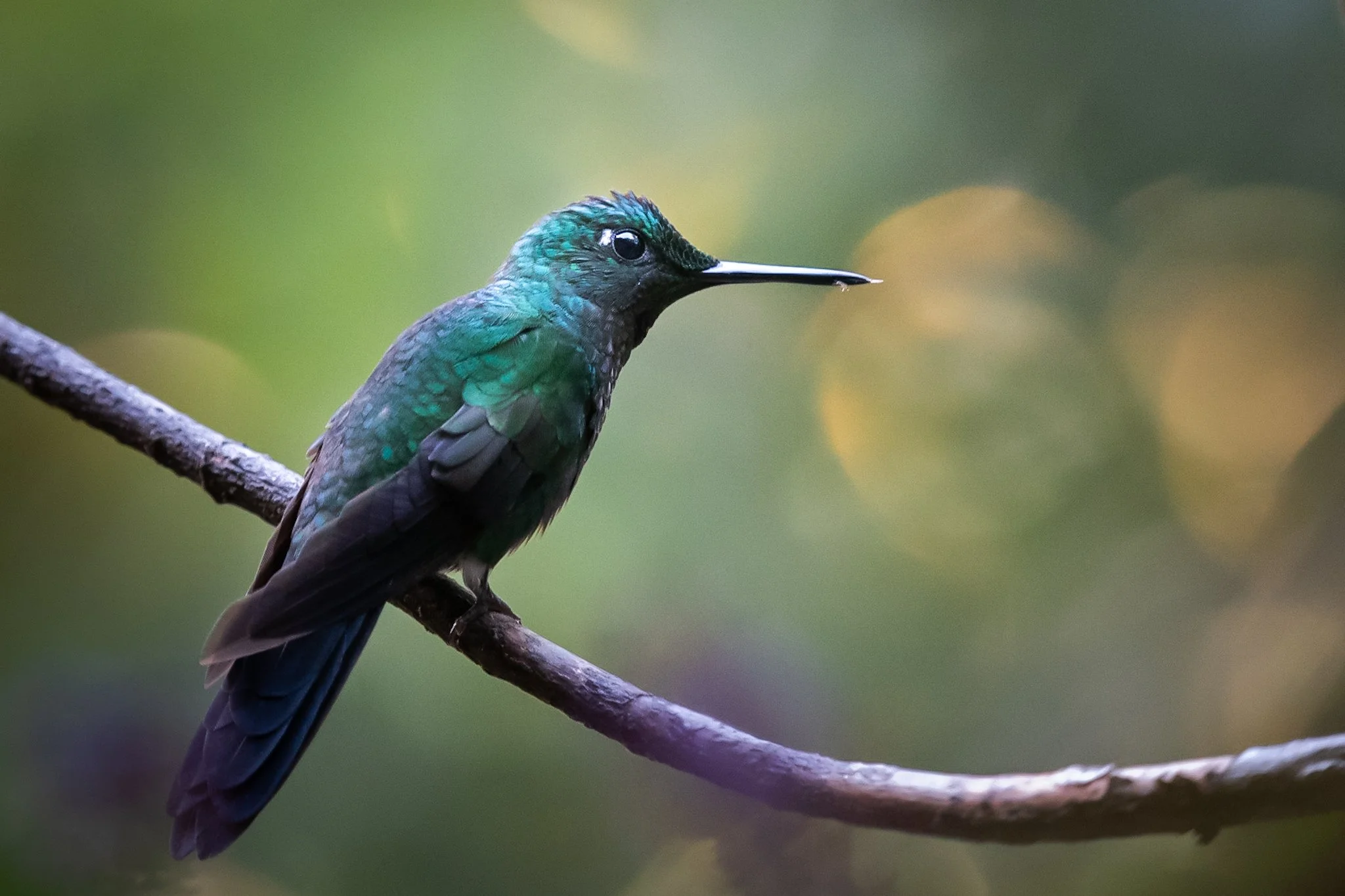 The Green-crowned Brilliant of the cloud forest