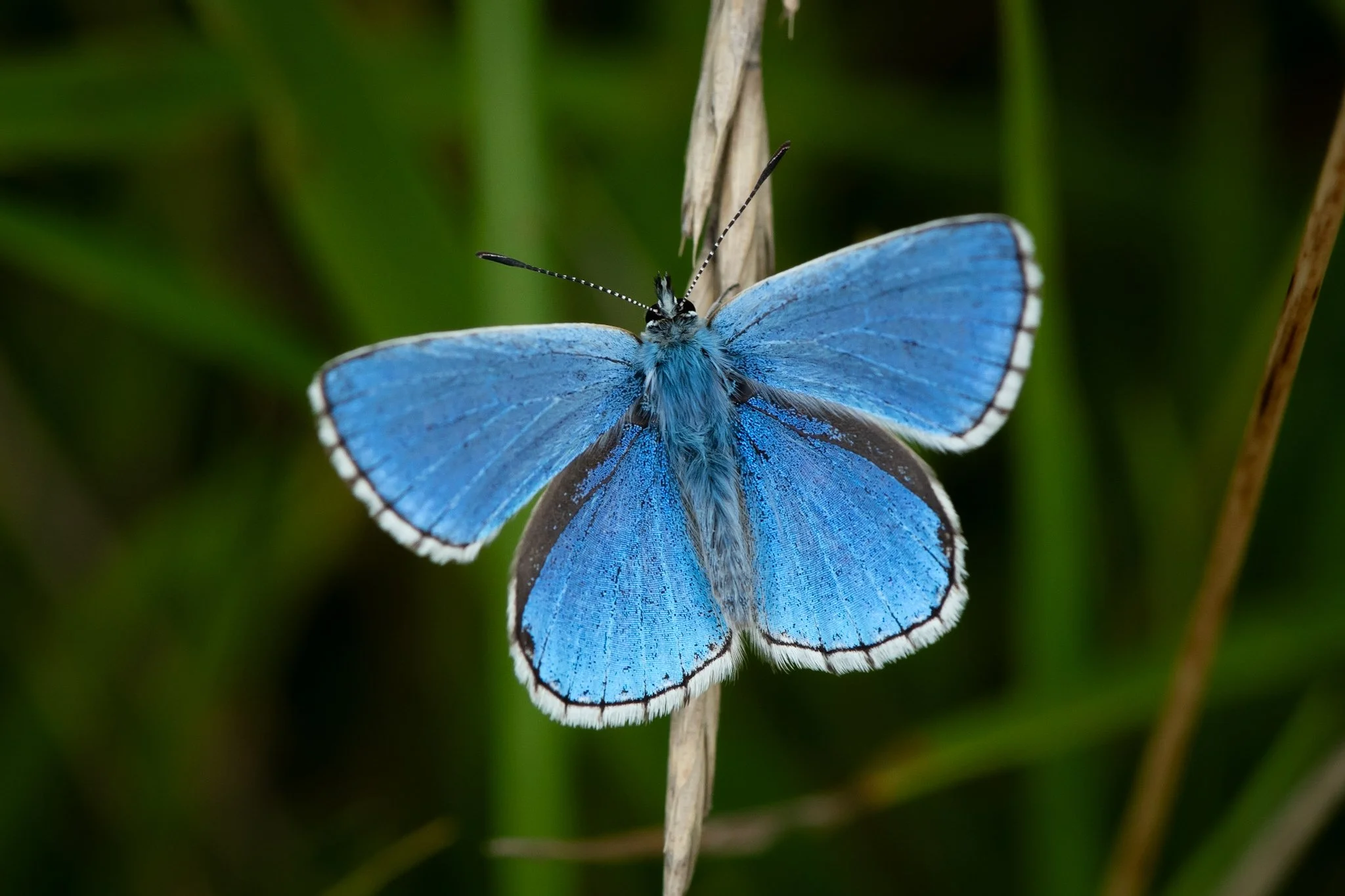 Summer butterfly’s: Part 1(chalk hillsides)